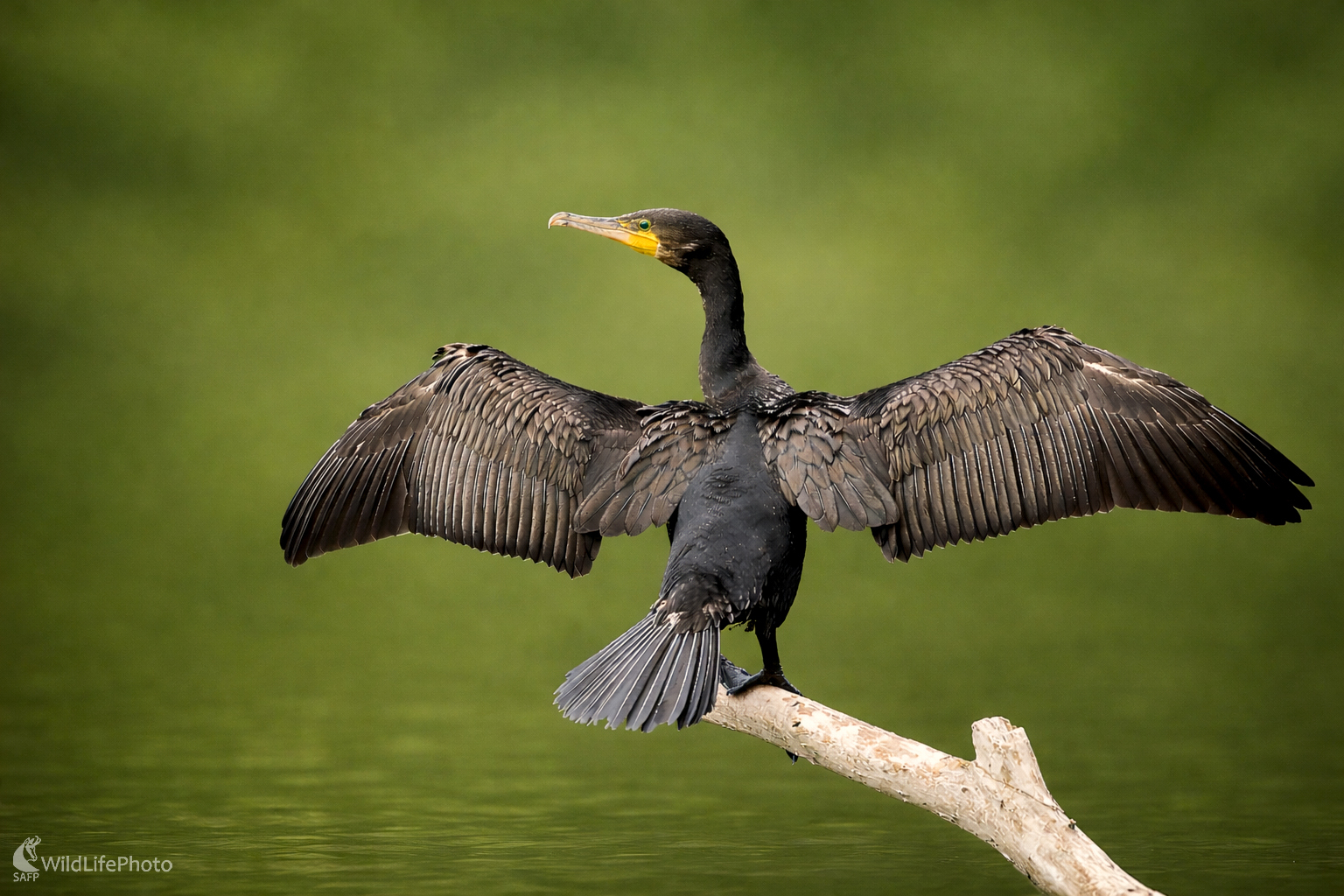 Presúšajúci sa... (Vladimír Sabo)