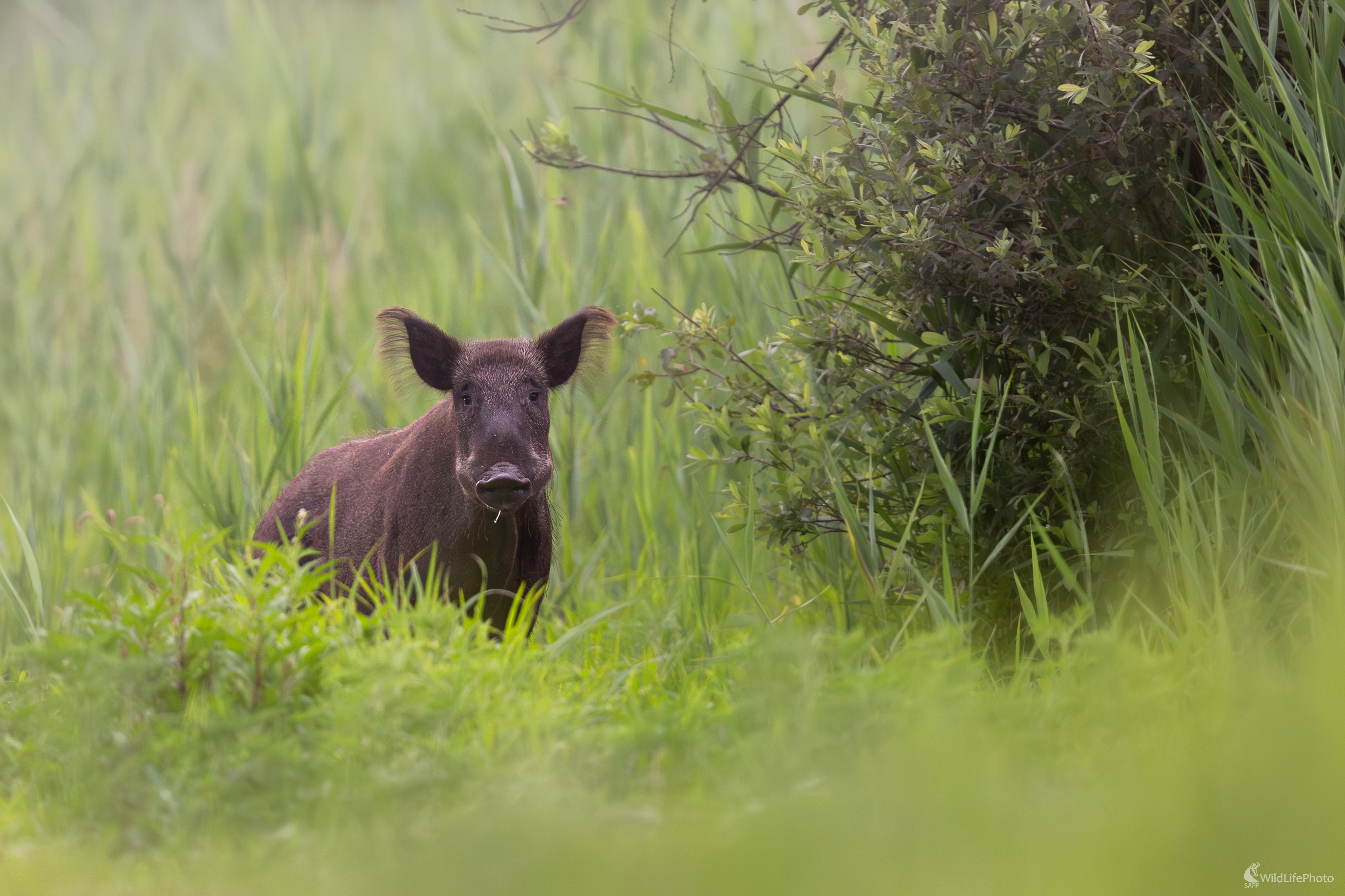 diviak lesný, The wild boar (Sus scrofa) (Jaroslav Praženka)
