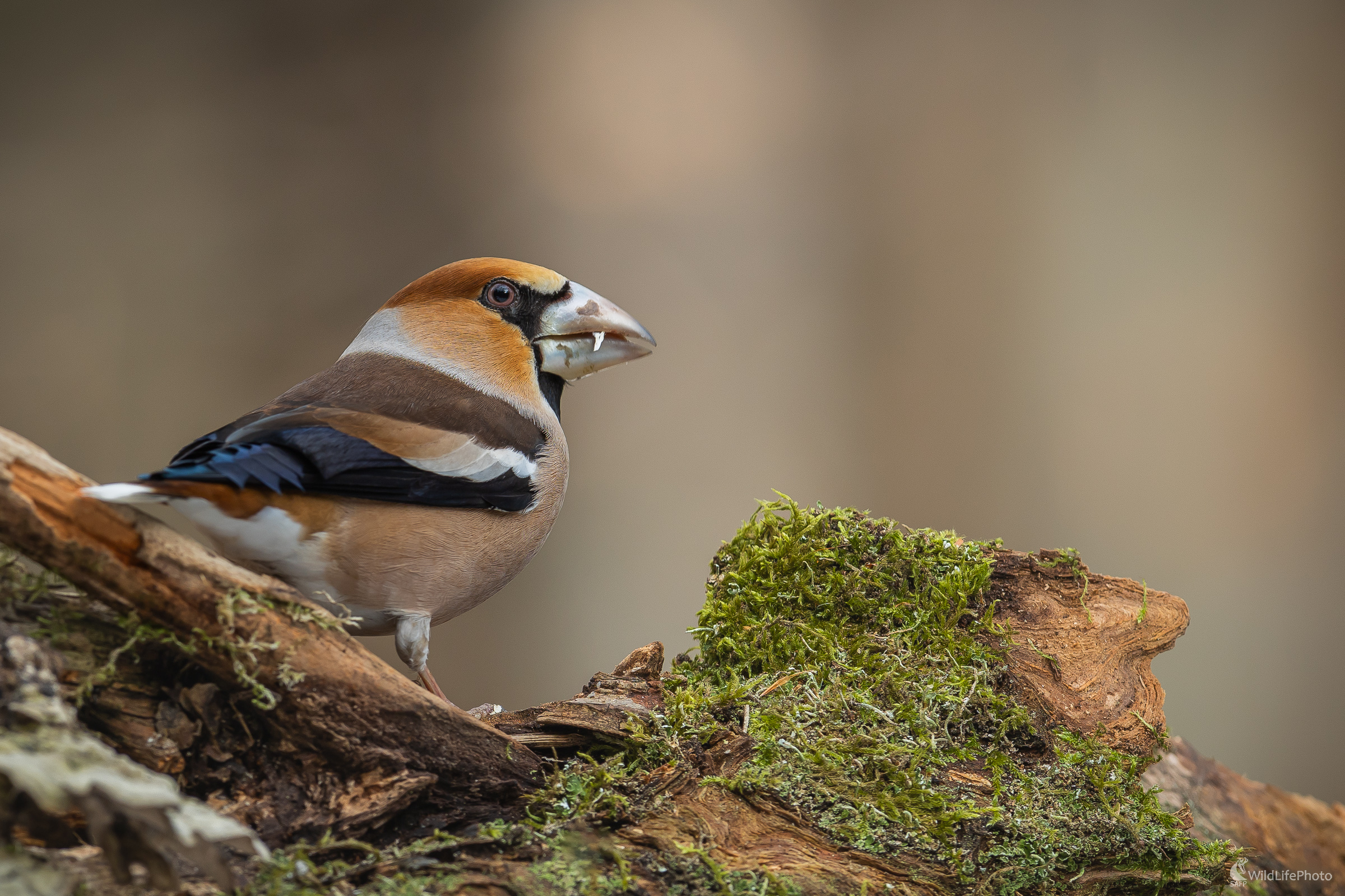 Opatrný. (Stanislav Brisuda)