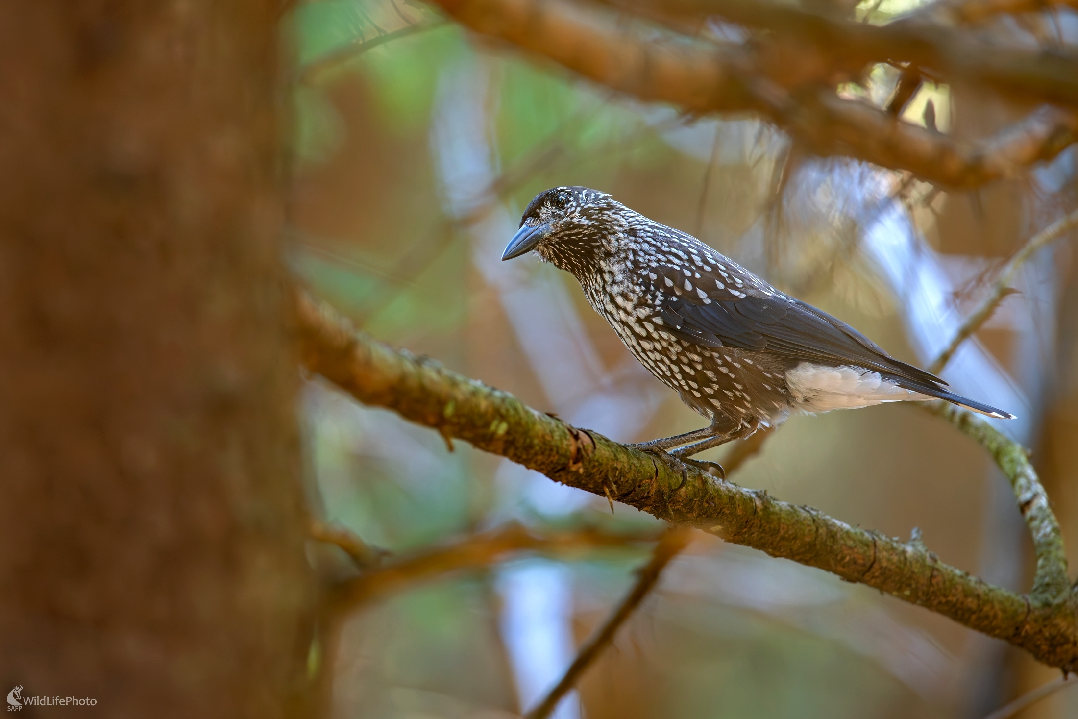 "Perlovaná" (František Hromada)