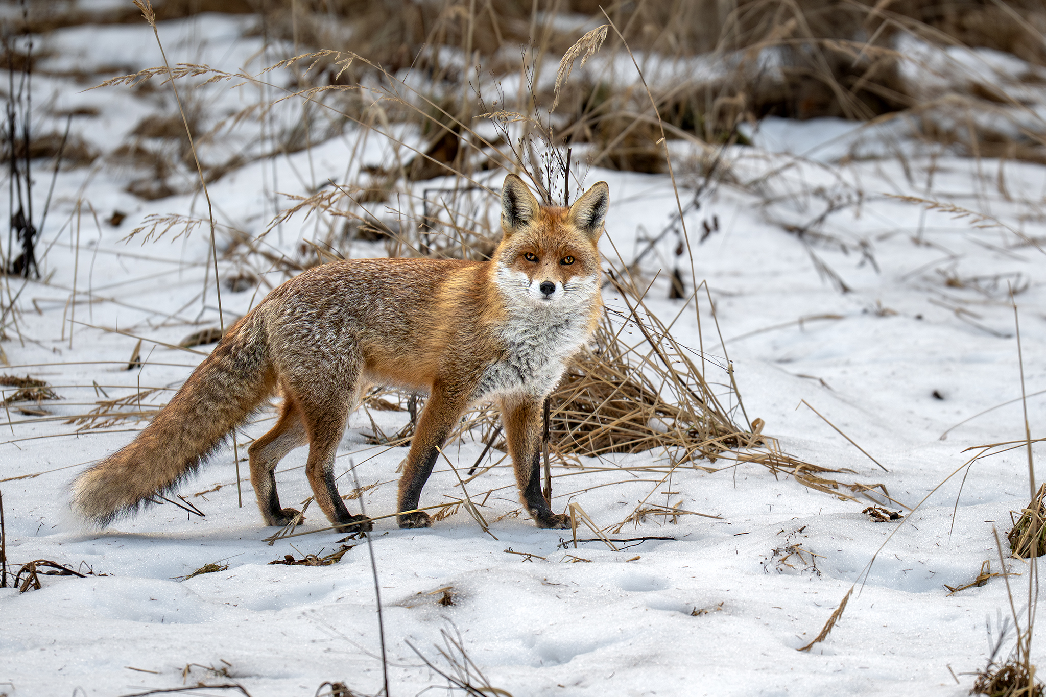 Kmotra (Tomáš Smutný)