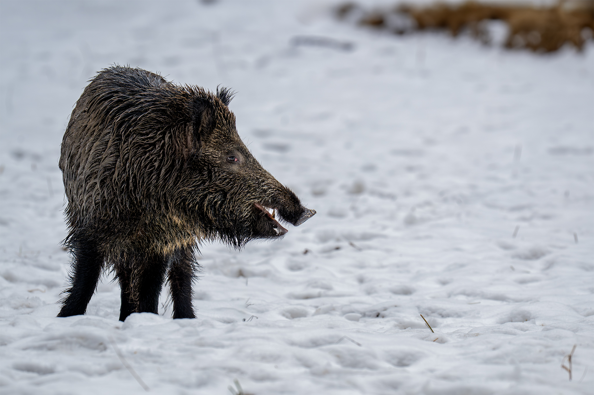 Lanštiačik (Tomáš Smutný)