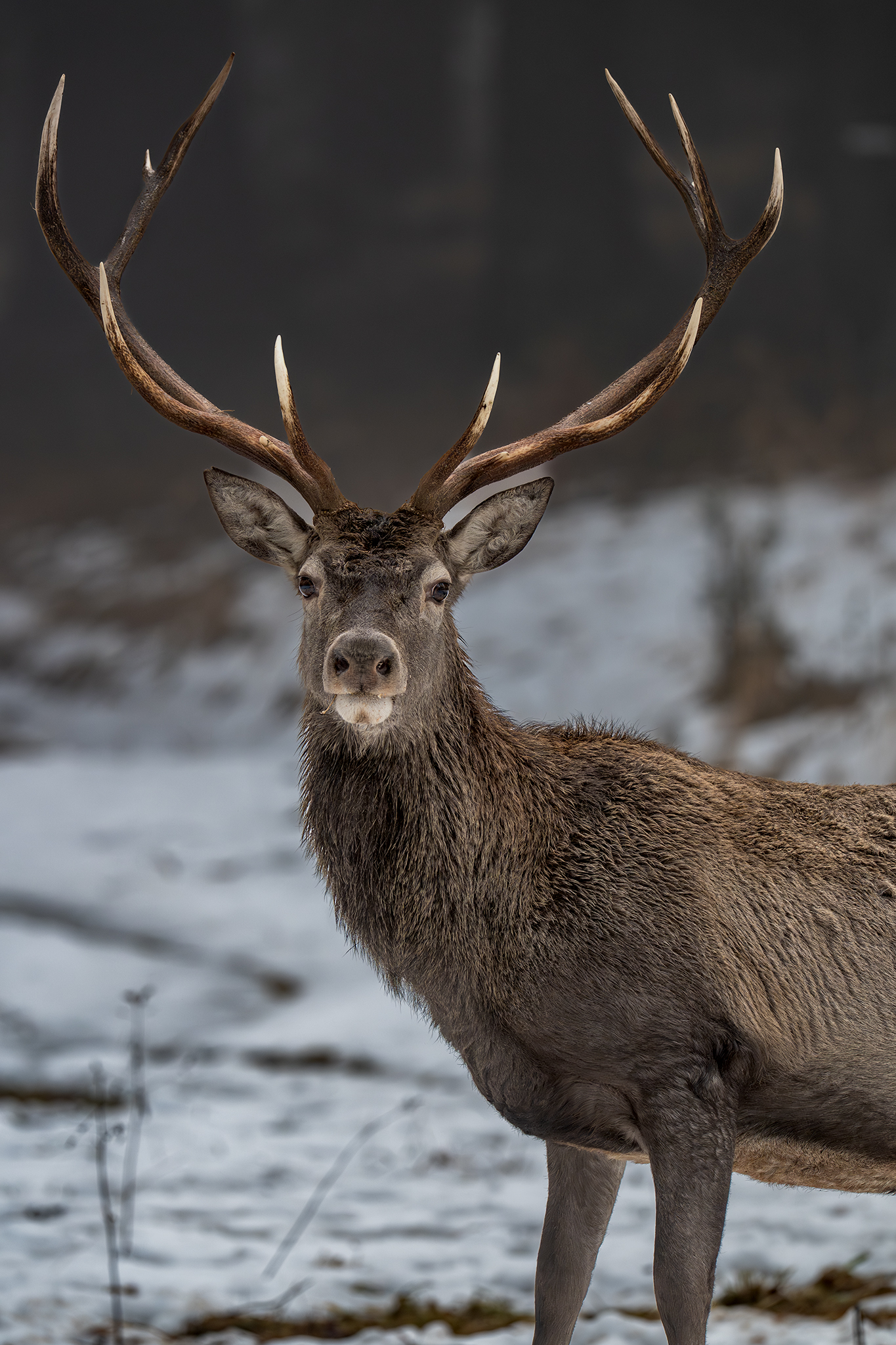 Portrét  (Tomáš Smutný)