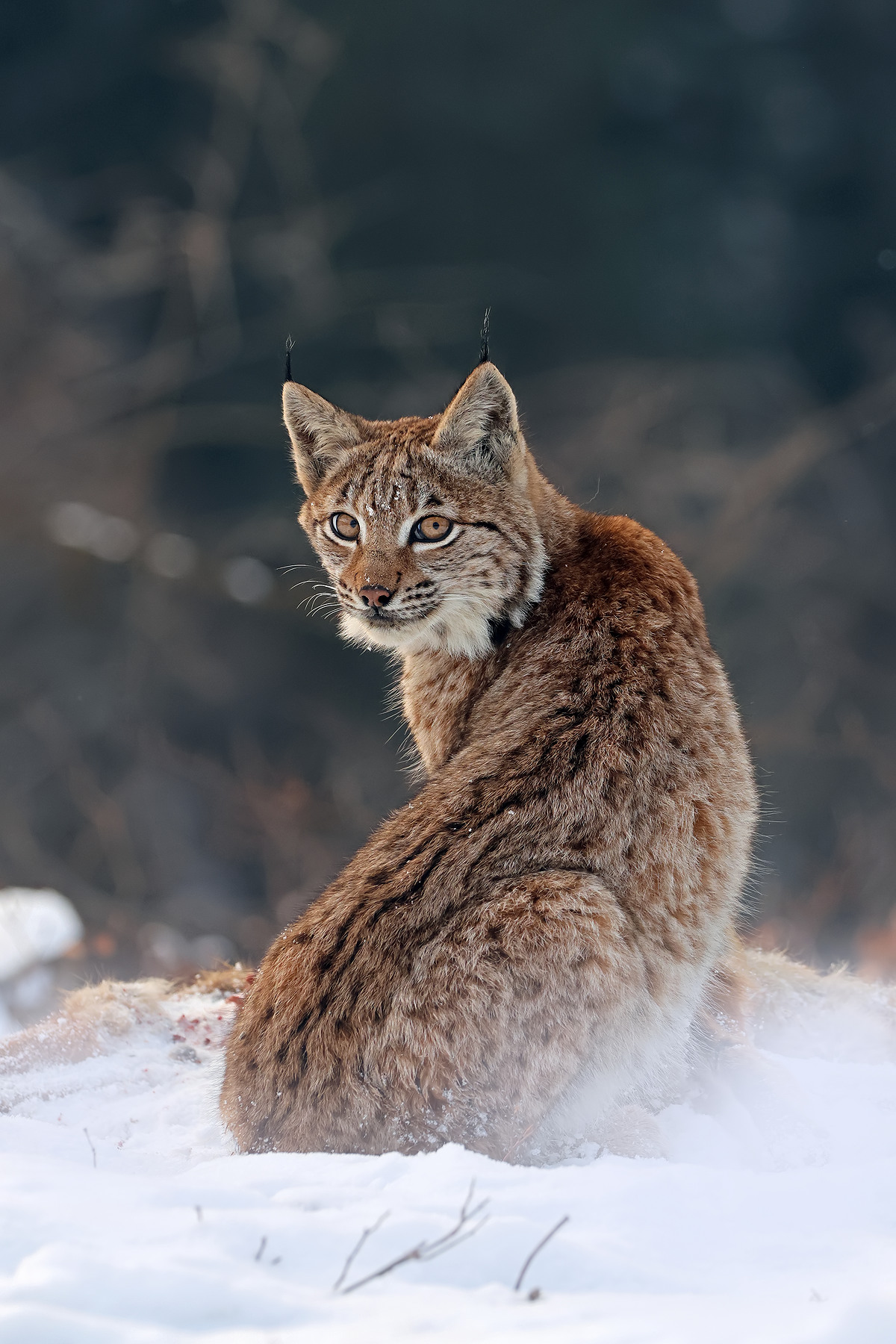 Foto mesiaca 02/2026