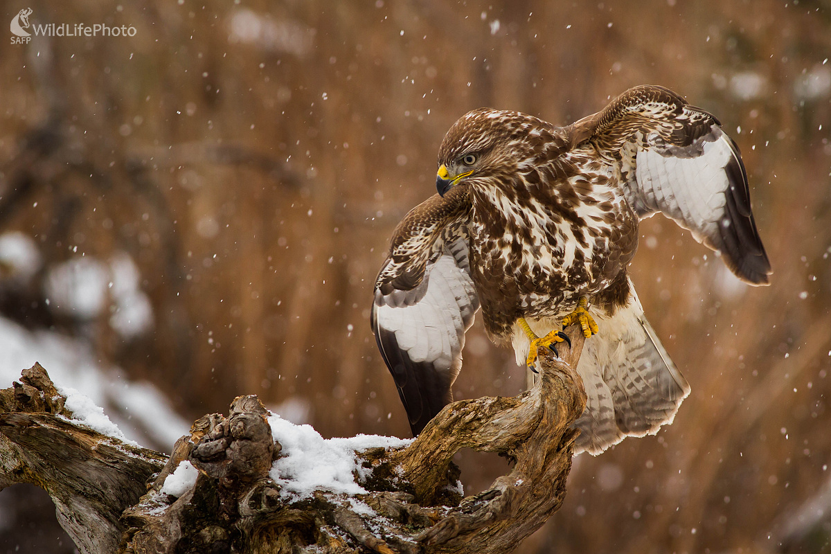 Snehovka (Ladislav Dzivjak)