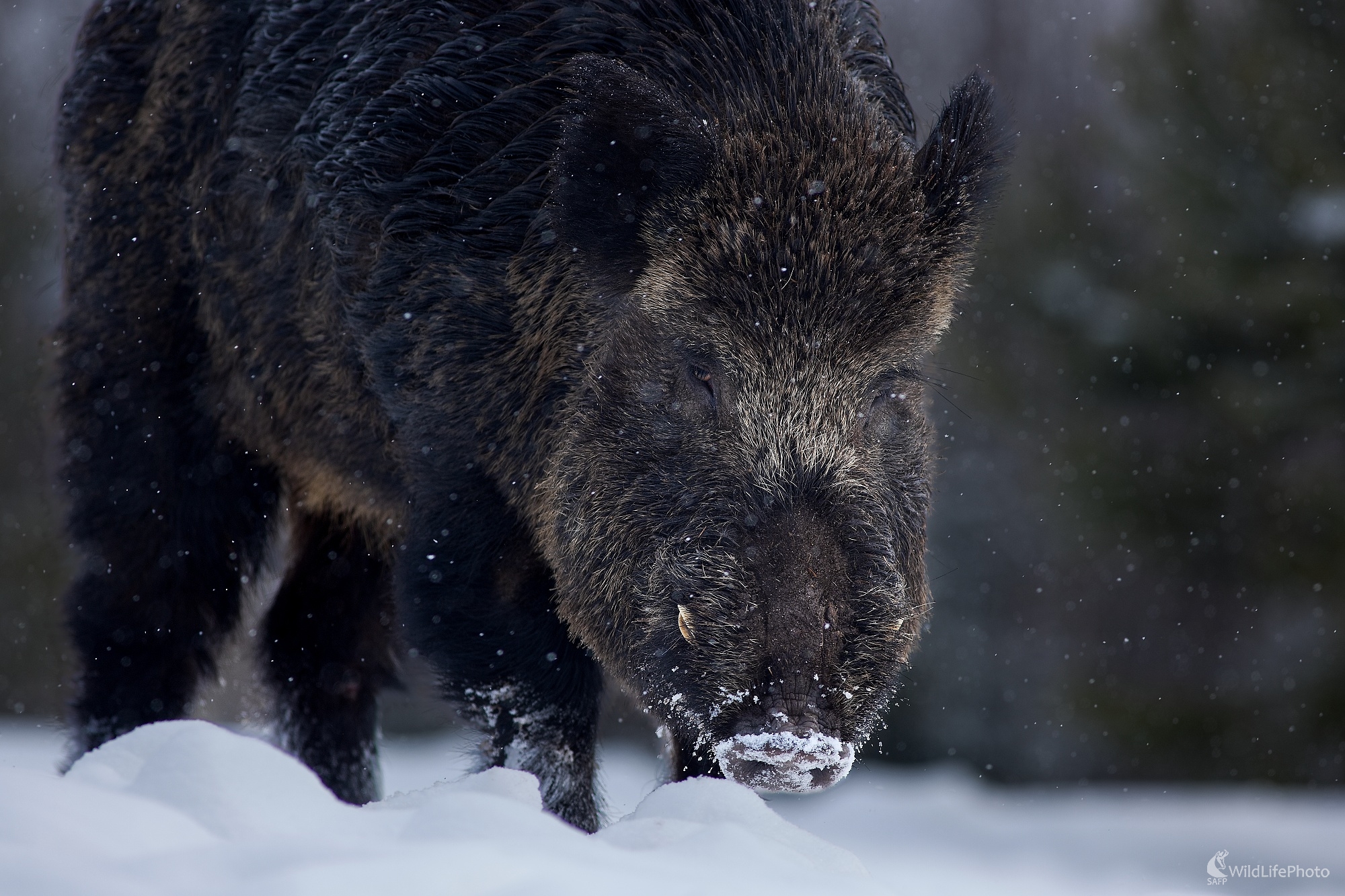 Diviak lesný ,,Pohľad divočiny,, (Ladislav Dzivjak)