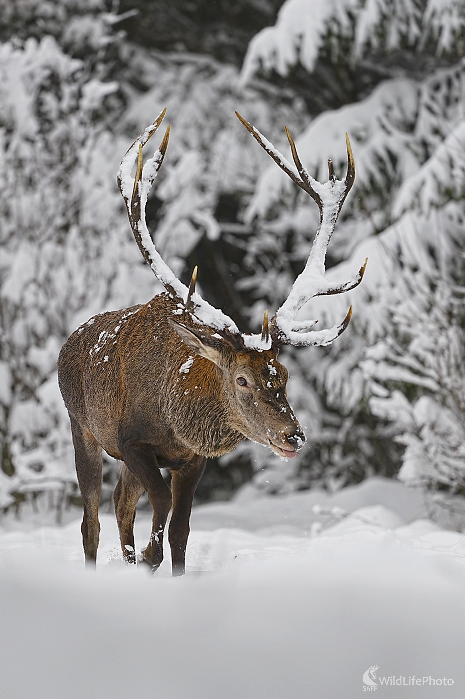 V snehovej perine (Dominik Kalata)