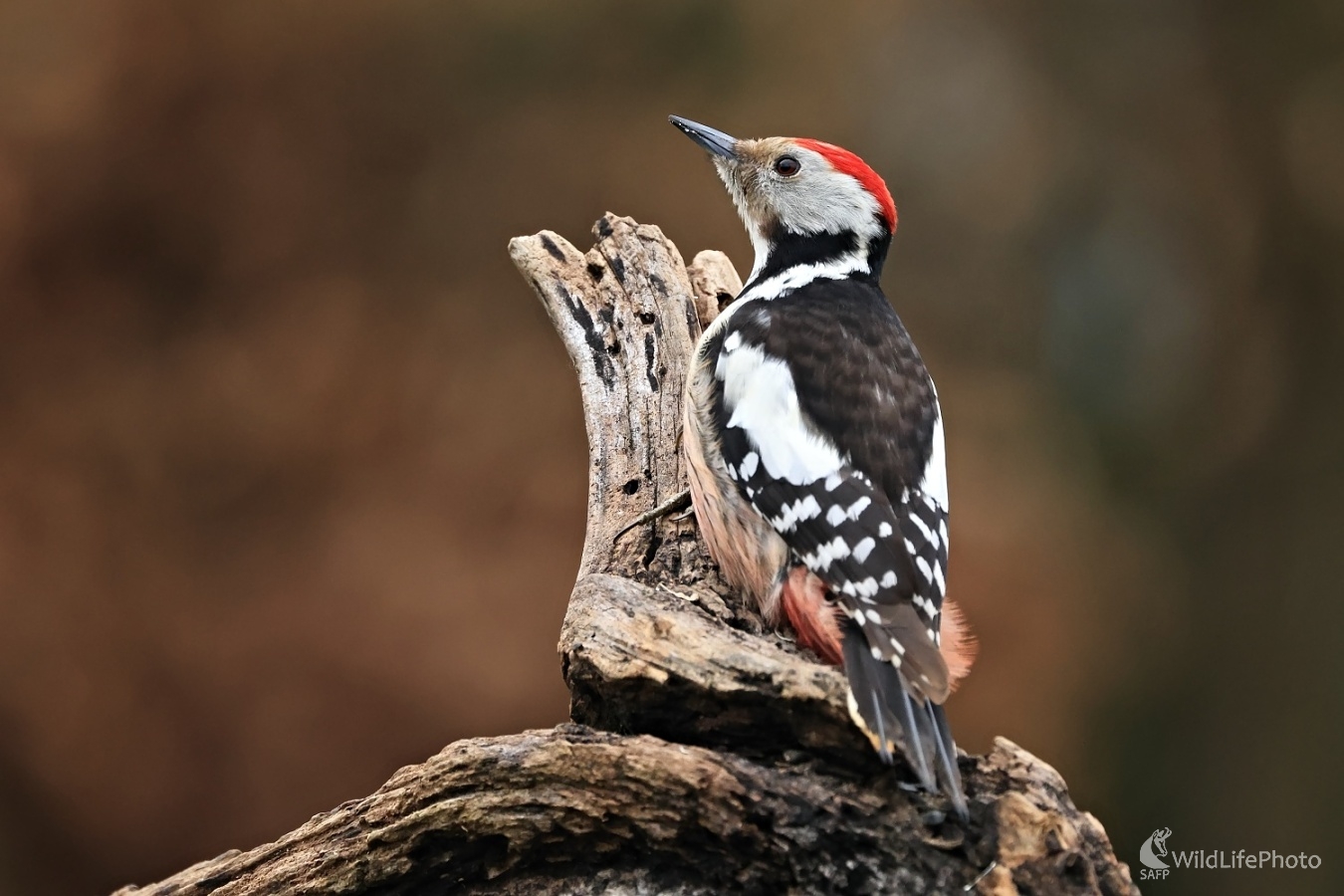Ďateľ prostredný (Maroš Detko)