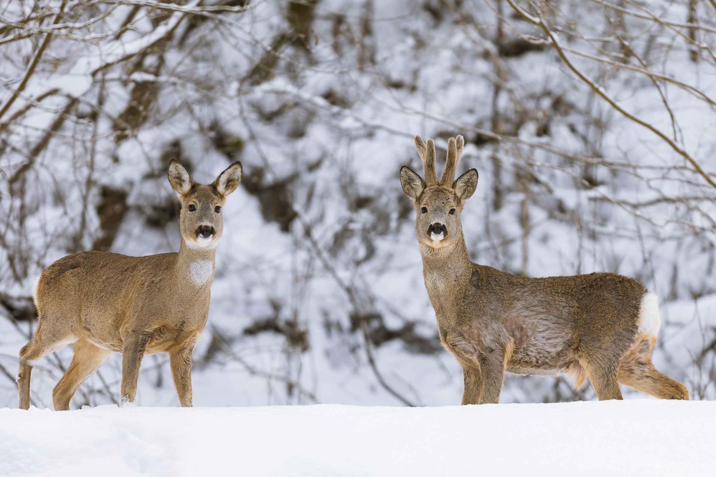 Kamoši. (Stanislav Brisuda)