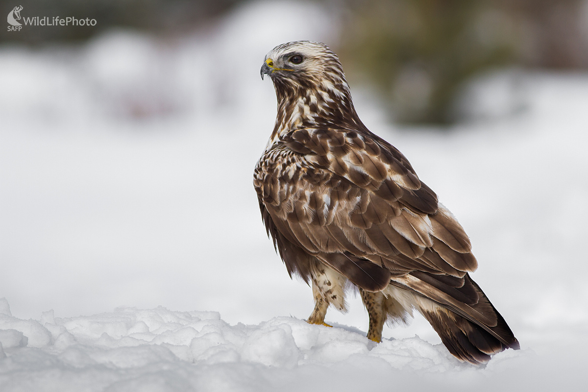 Severán - myšiak severský (Ladislav Dzivjak)