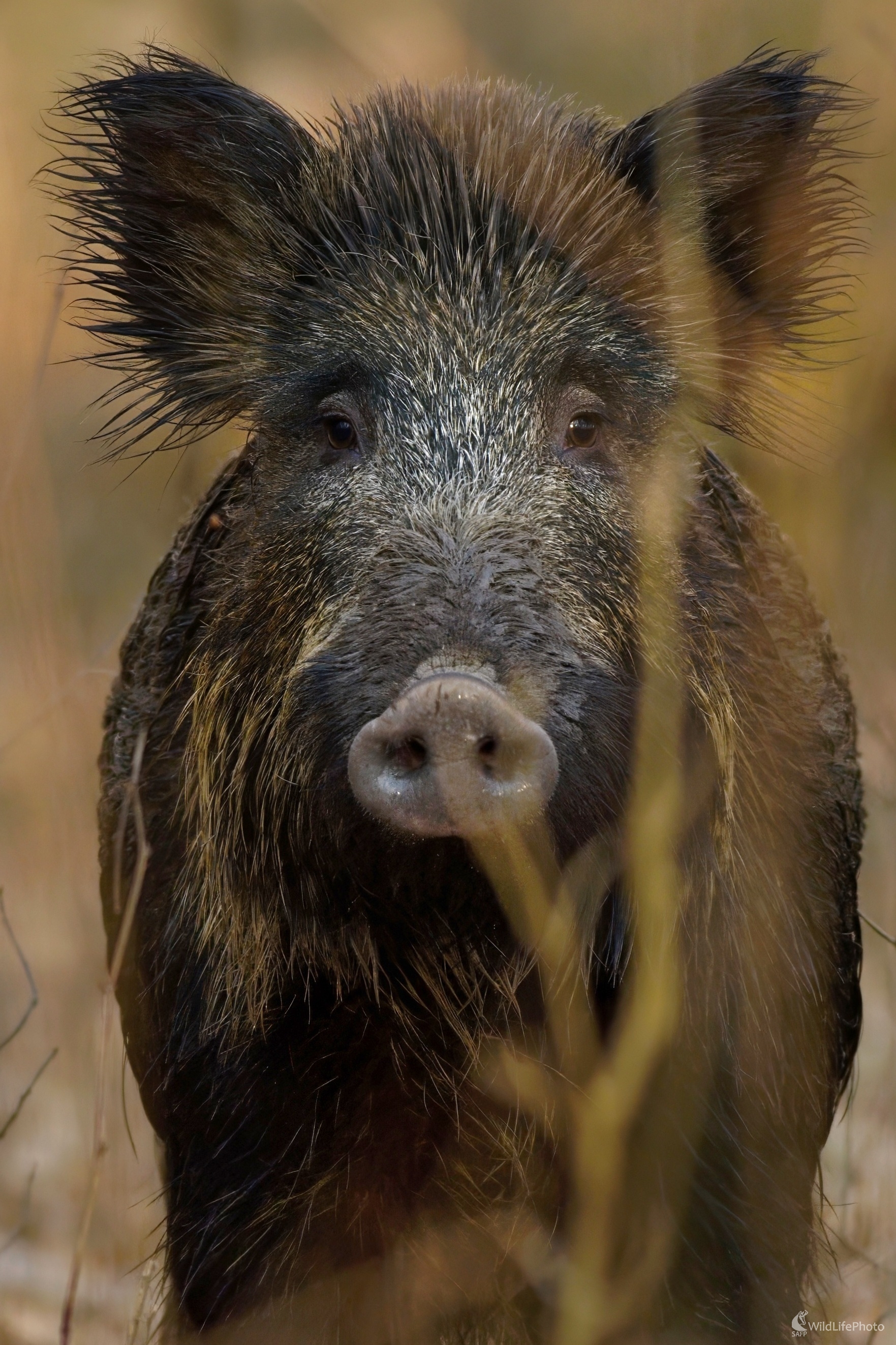 Blízke stretnutie... (Miroslav Vrabel)