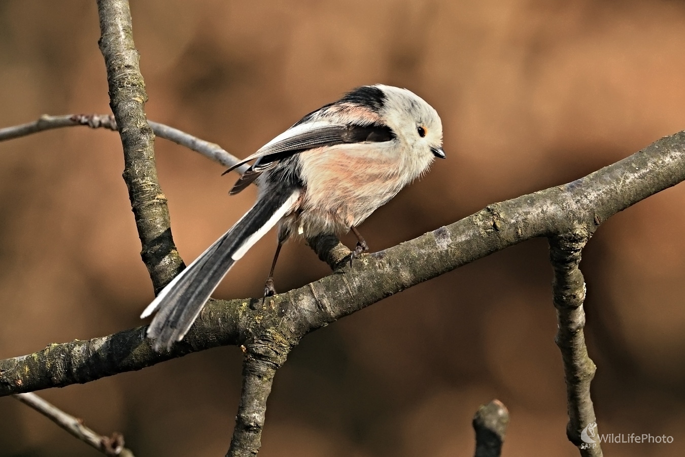 Mlynárka dlhochvostá (Maroš Detko)