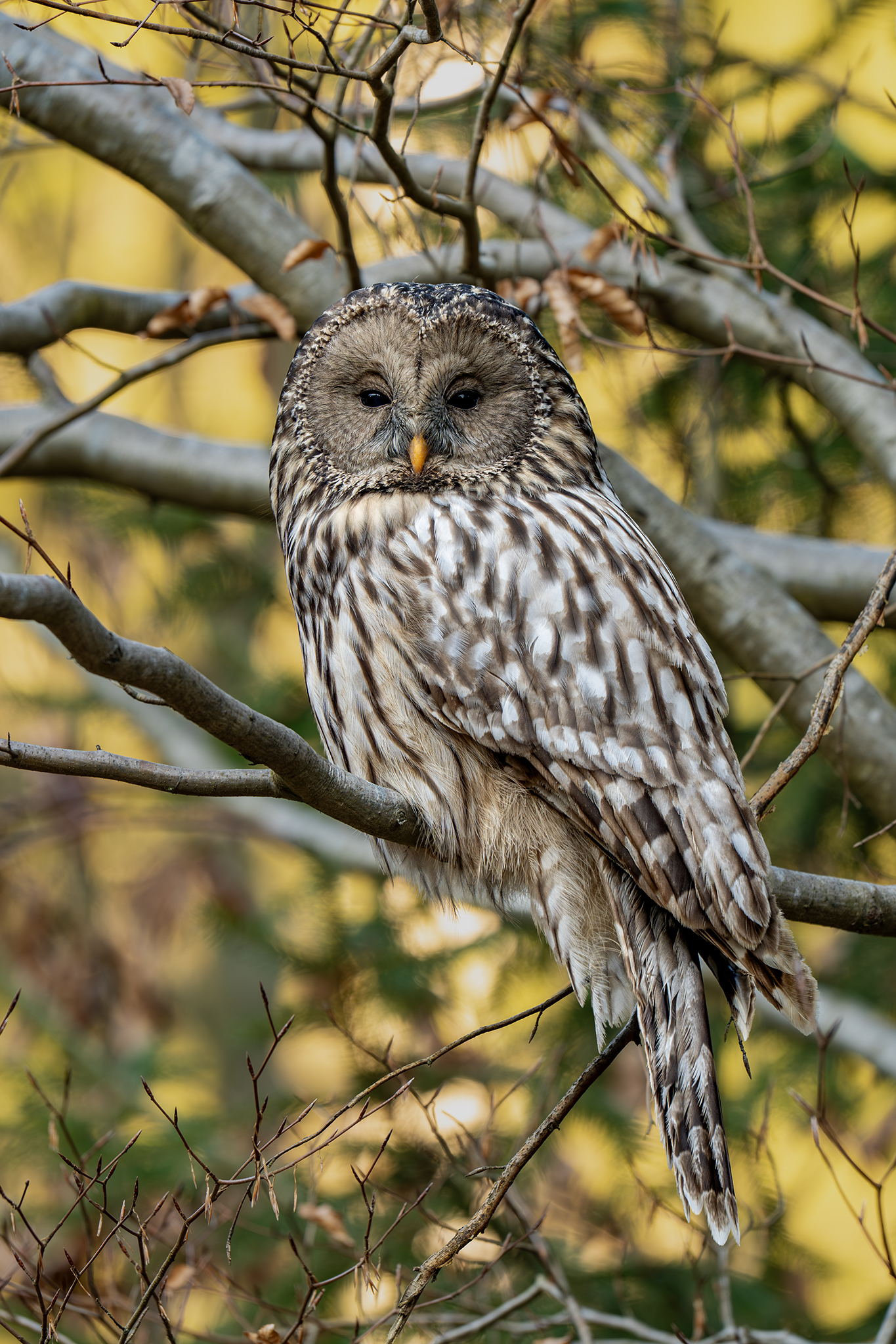 Urálka  (Tomáš Smutný)