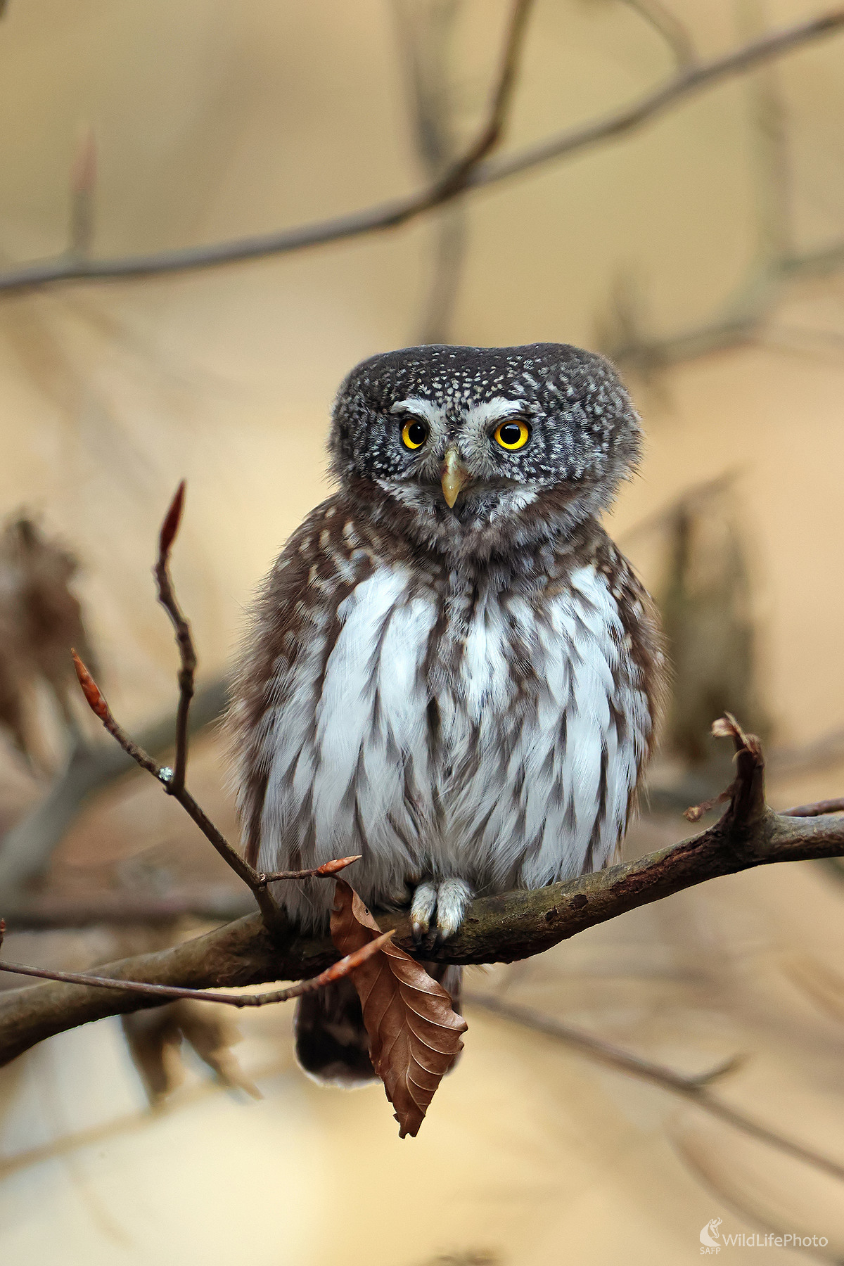 Kuvičok (Peter Jurík)