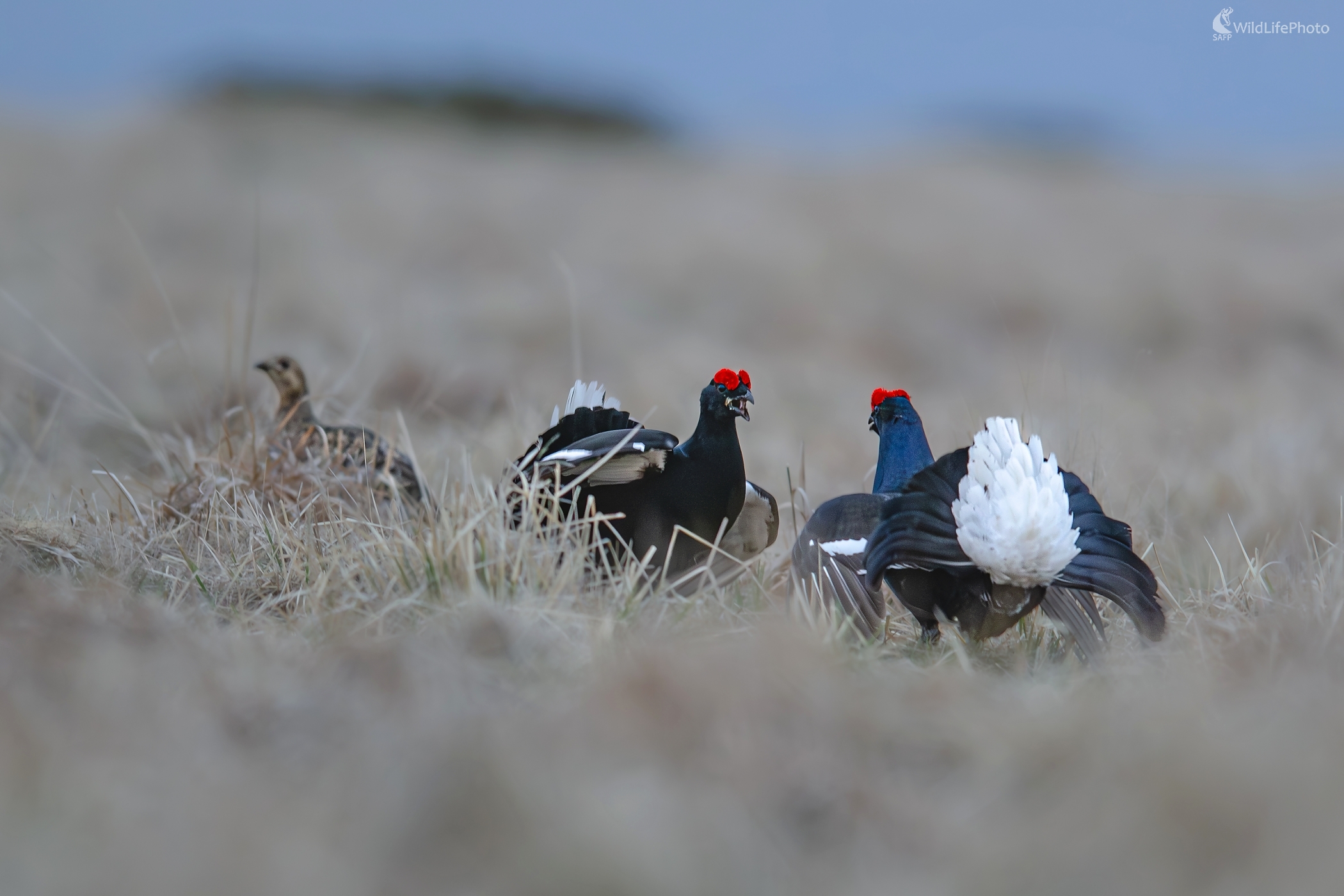 Foto mesiaca 03/2026