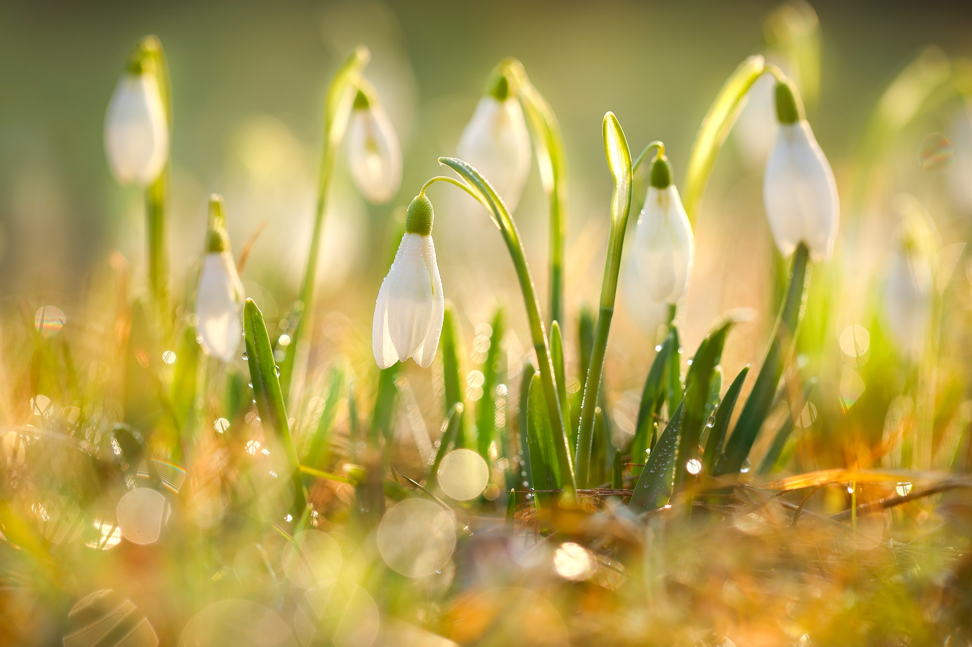 Princezné (Patrik Rolín)