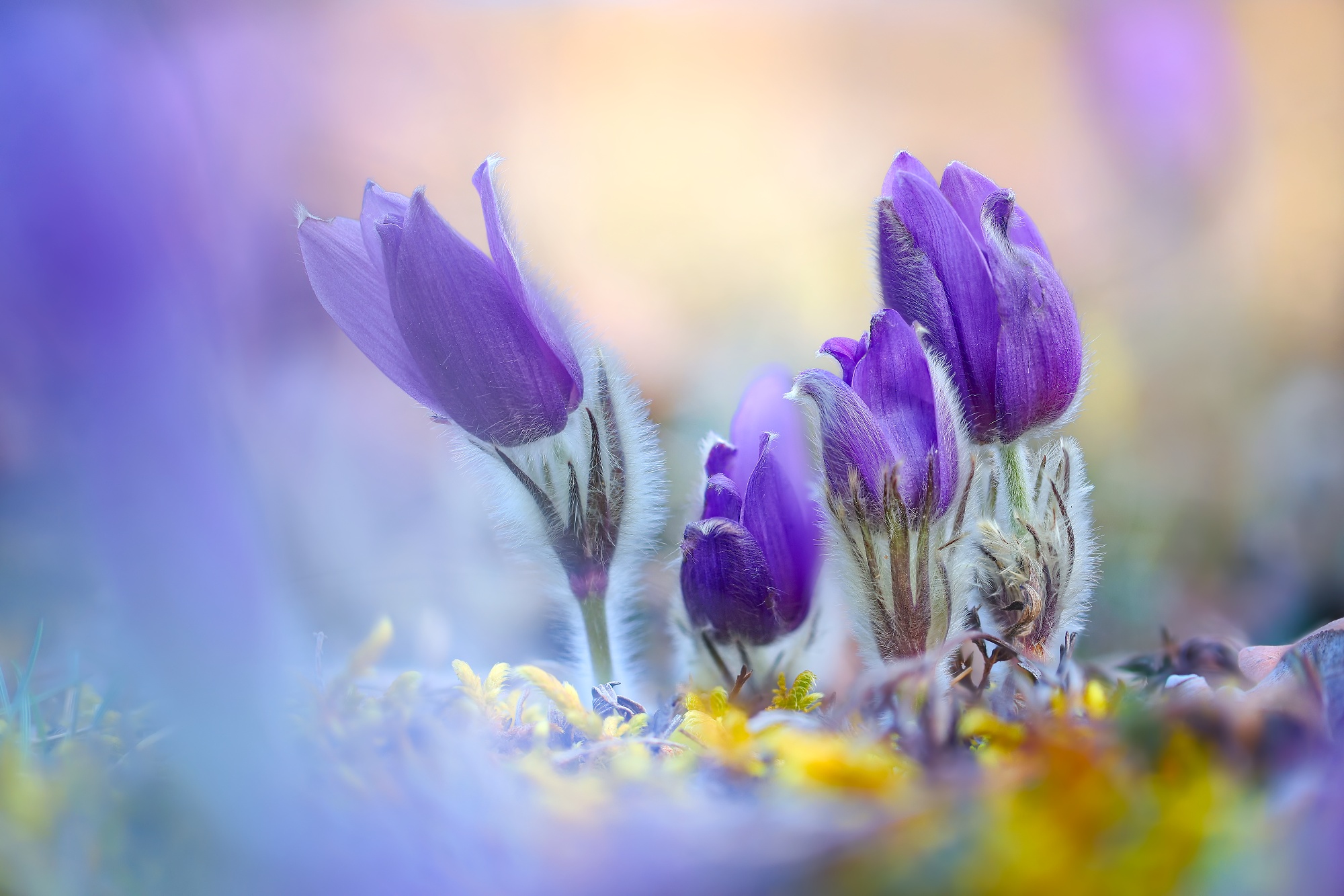 Purple (Patrik Rolín)