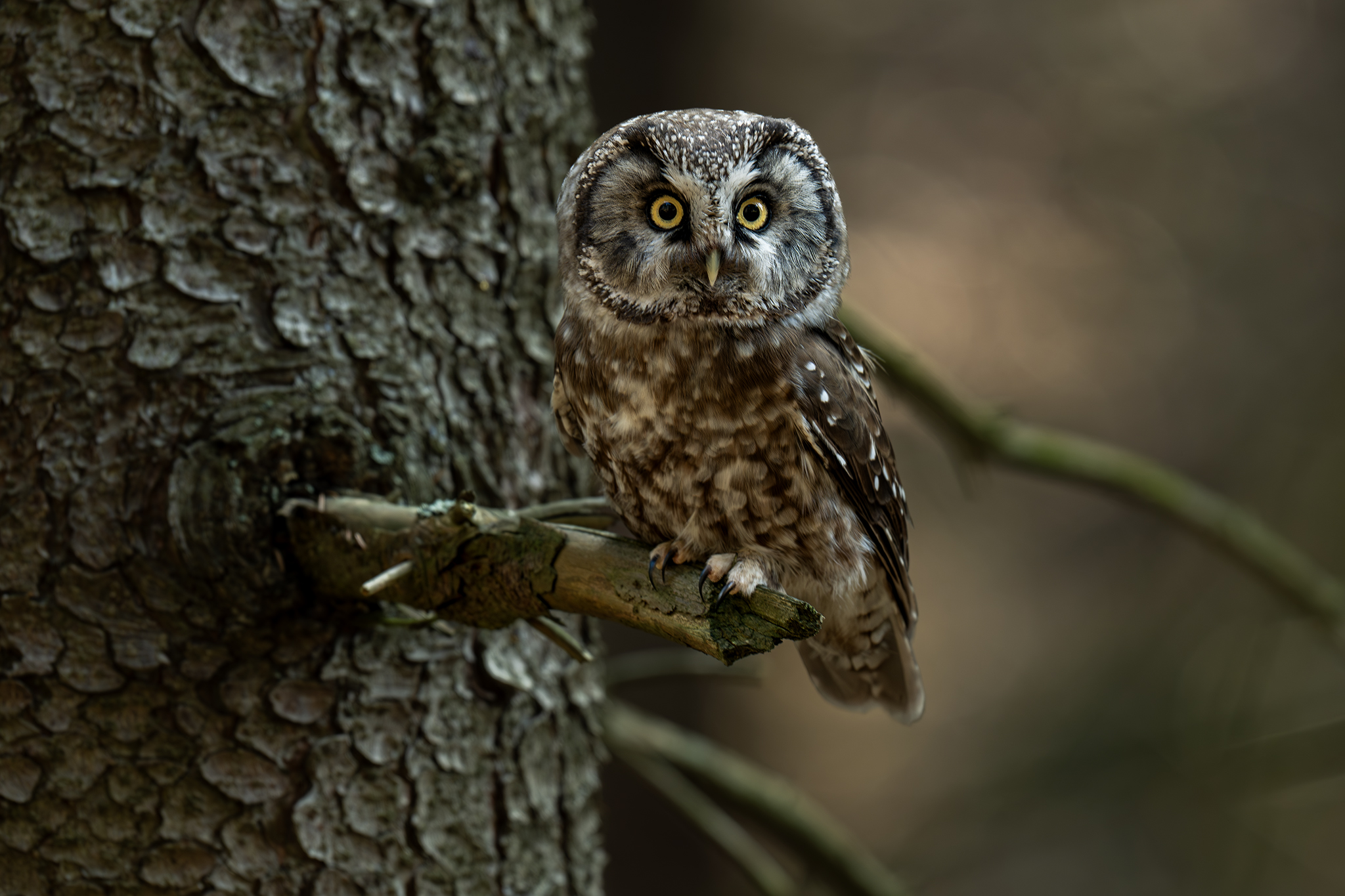 Okatý fešák  (Tomáš Smutný)