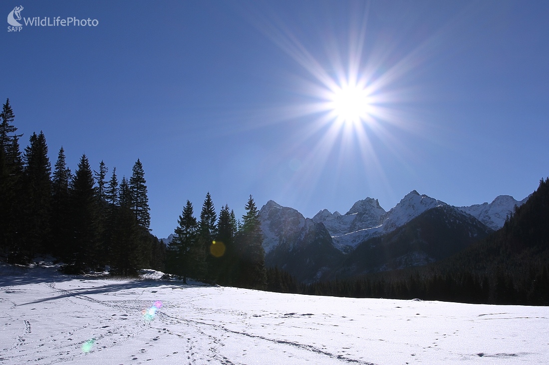 ...chodníčky zveri pod Rysmi... (zľava- Mlynár, Vysoká, Rysy,Malý žabí a Mengusovský štít) (Milan Fuňák)