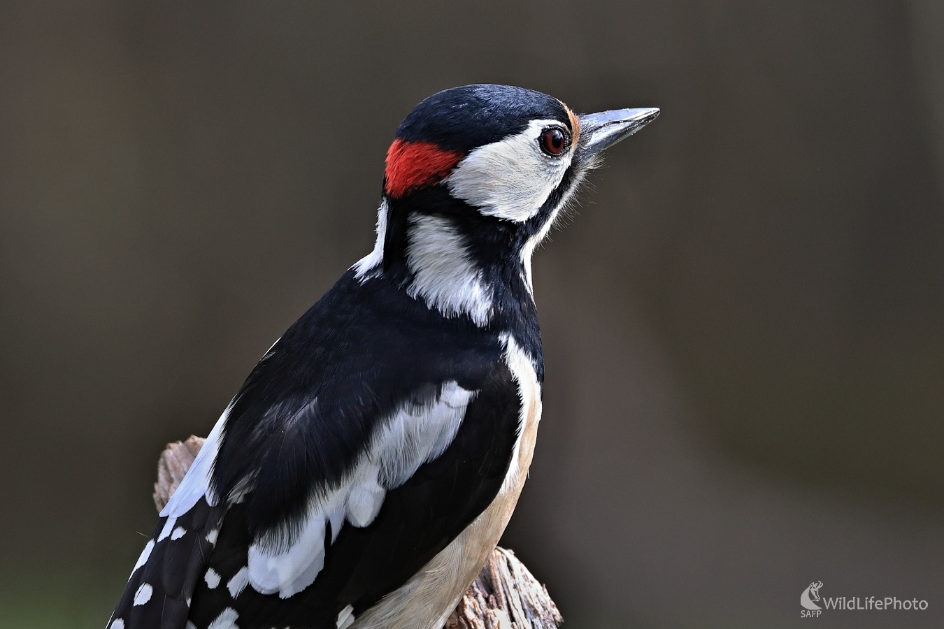 Ostražitý (Maroš Detko)