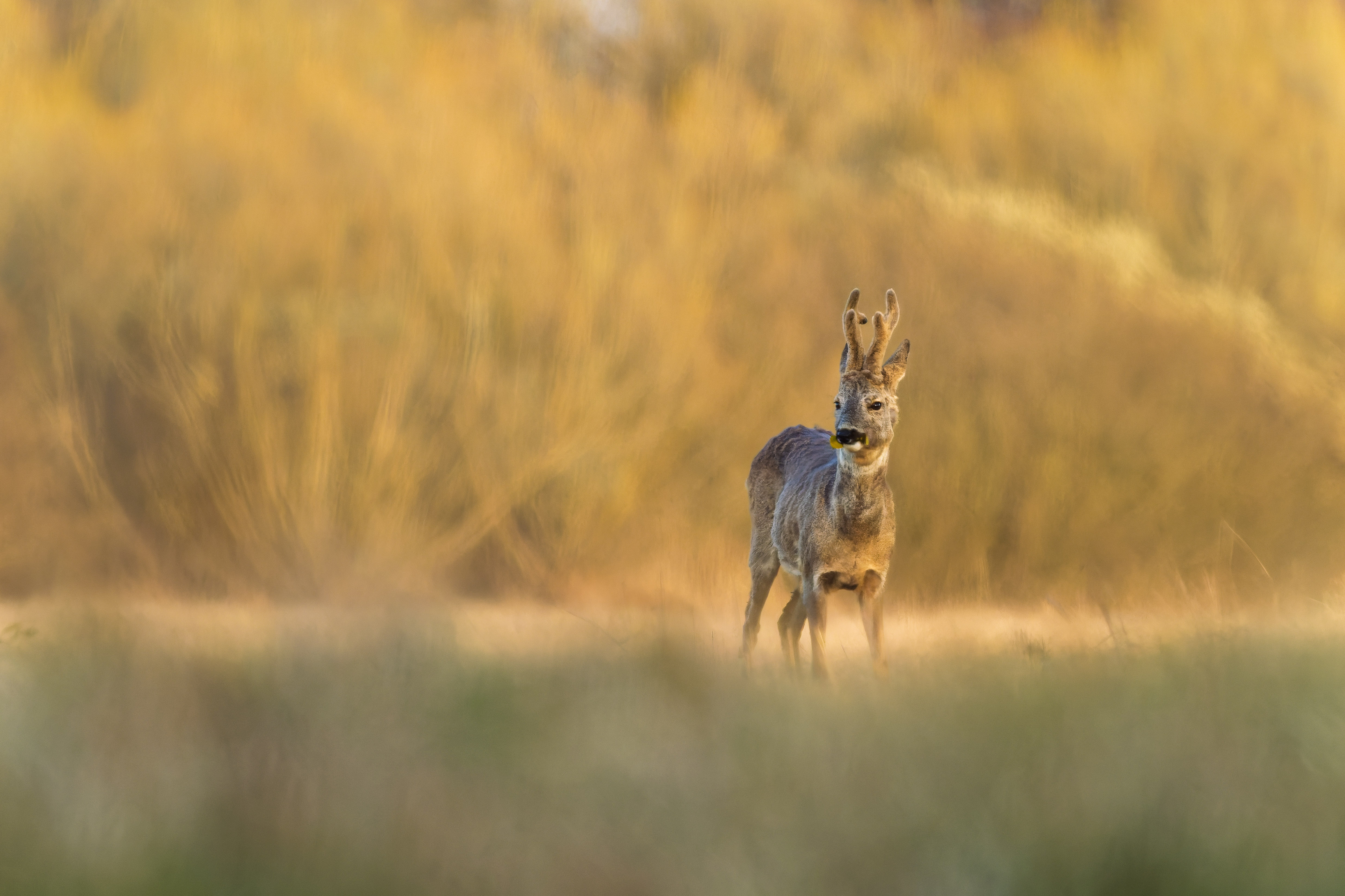 Na lúke (Rasťo  Megyessi)