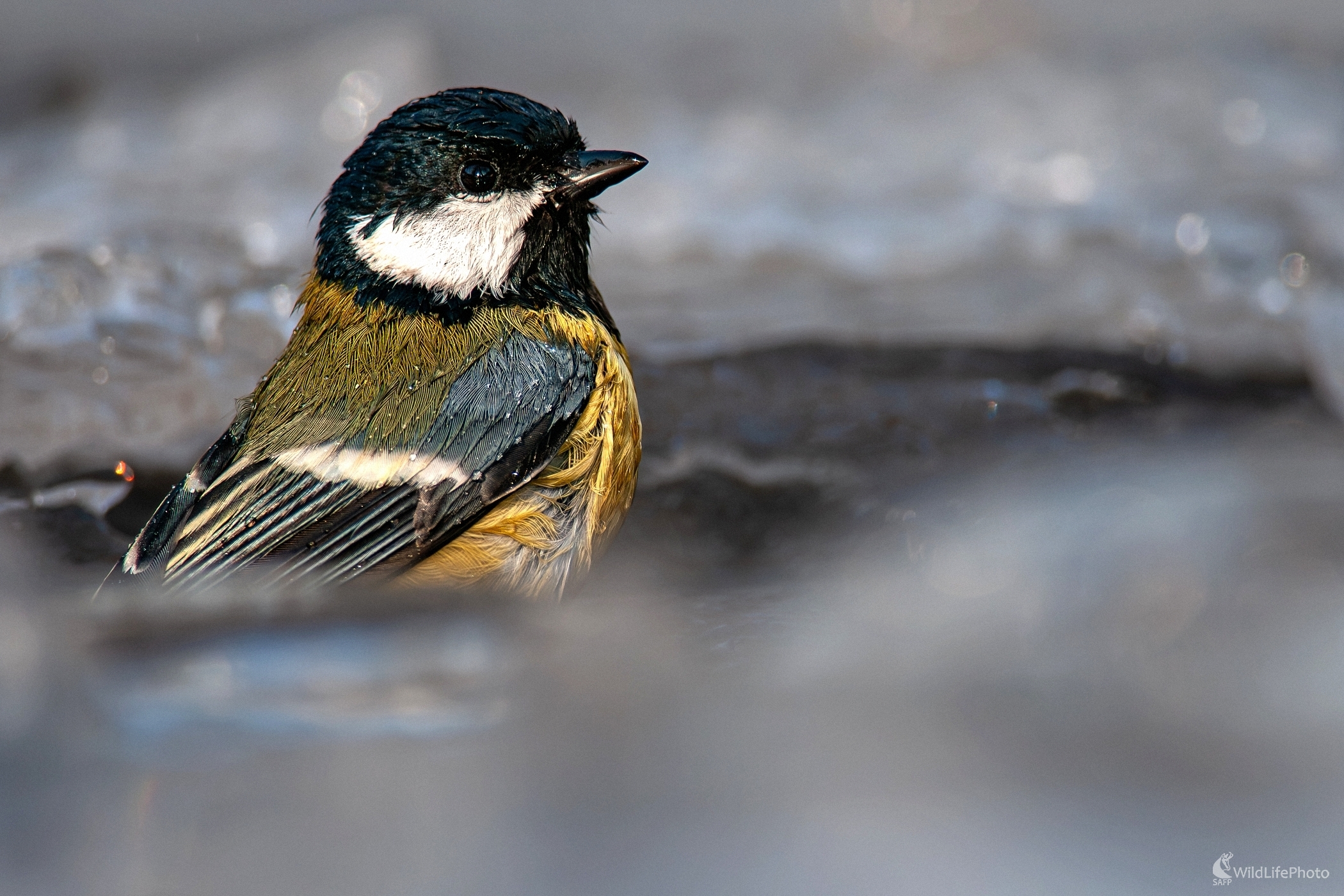 Zimný kúpeľ (František Hromada)