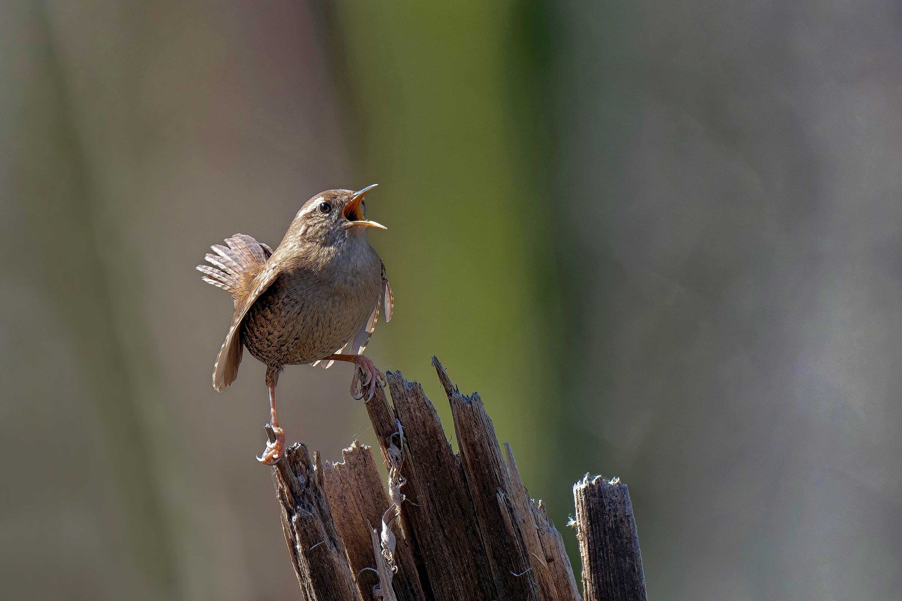 malý veľký spevák (Patrik Čillík)