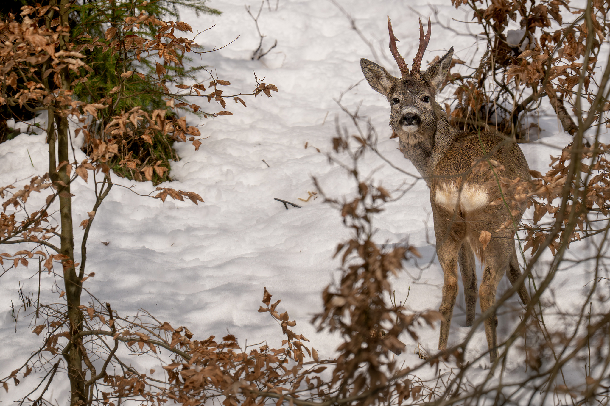 Čerstvo vytĺčeny (Tomáš Smutný)