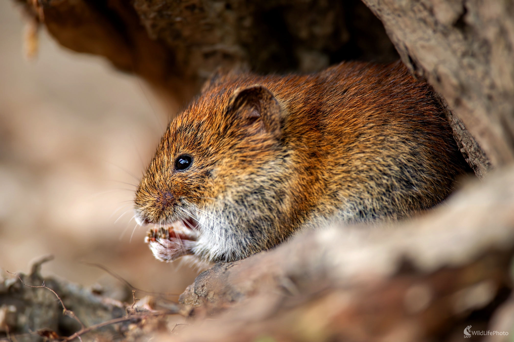 V skrýši (František Hromada)