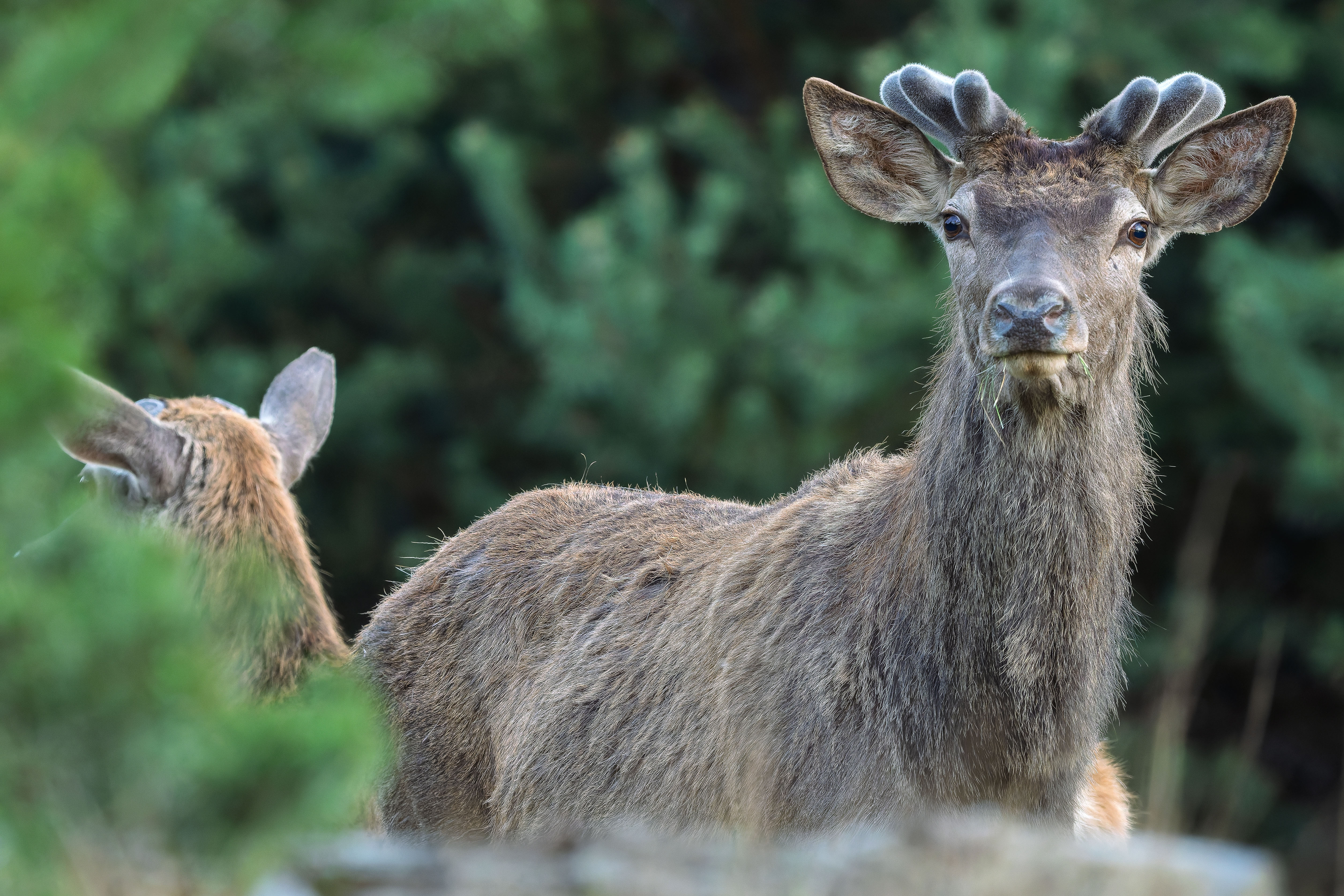 Ozdoby už rastú (Rasťo  Megyessi)