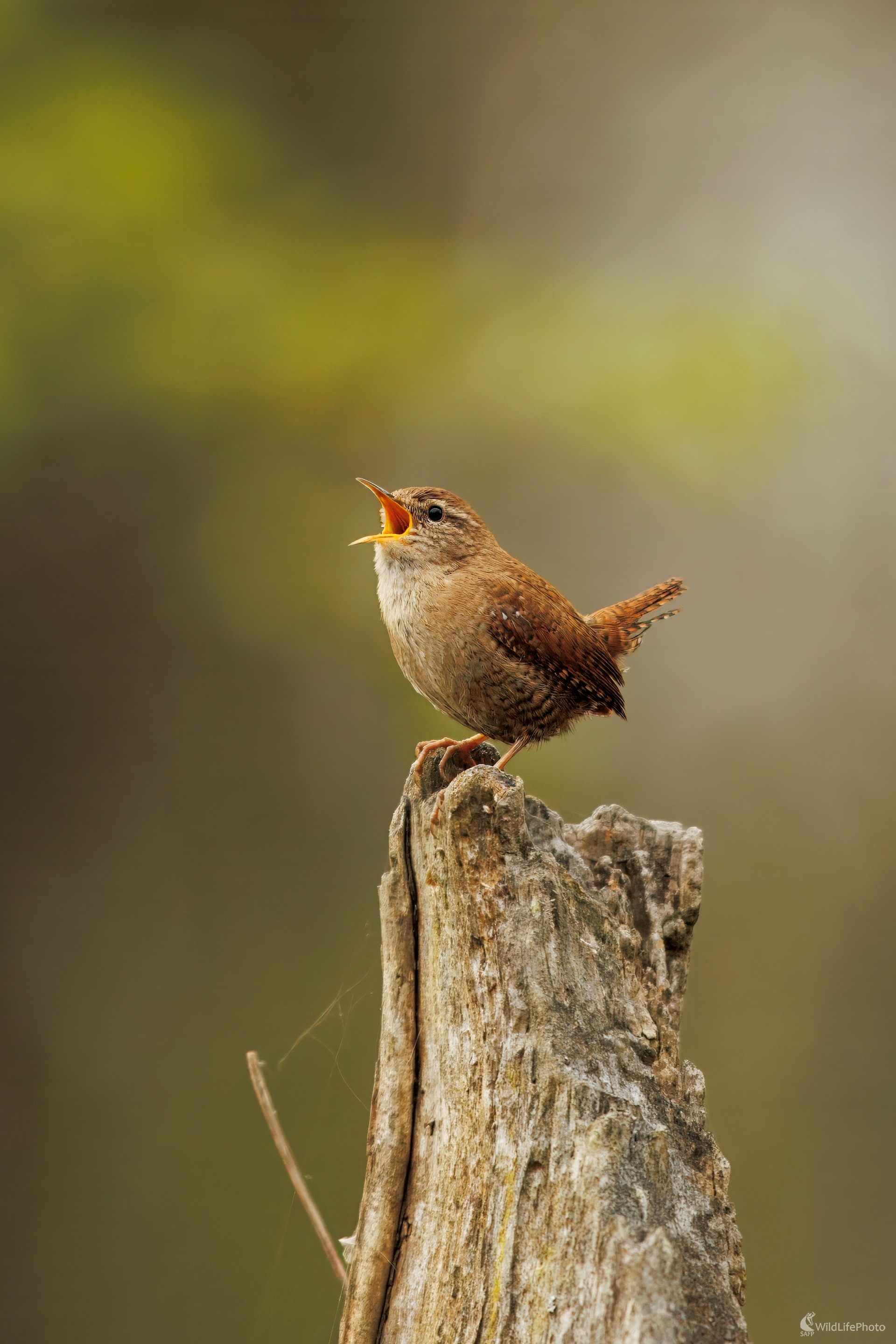 Oriešok... (Miroslav Vrabel)