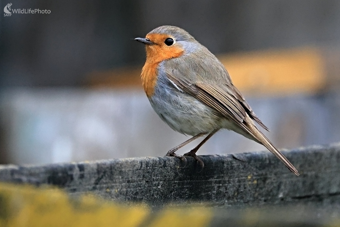 Červienka (Maroš Detko)