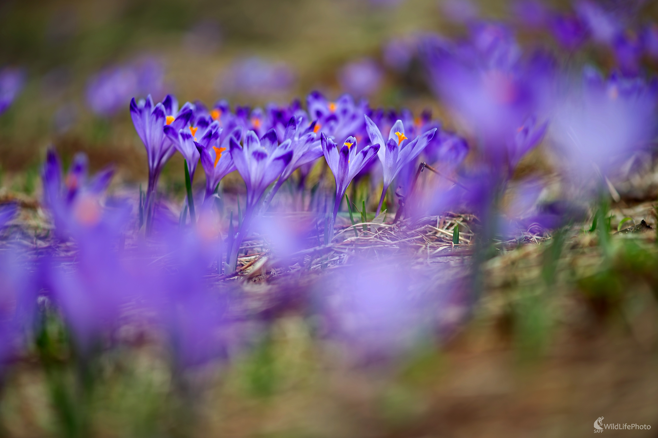 Puprurová záhrada (František Hromada)