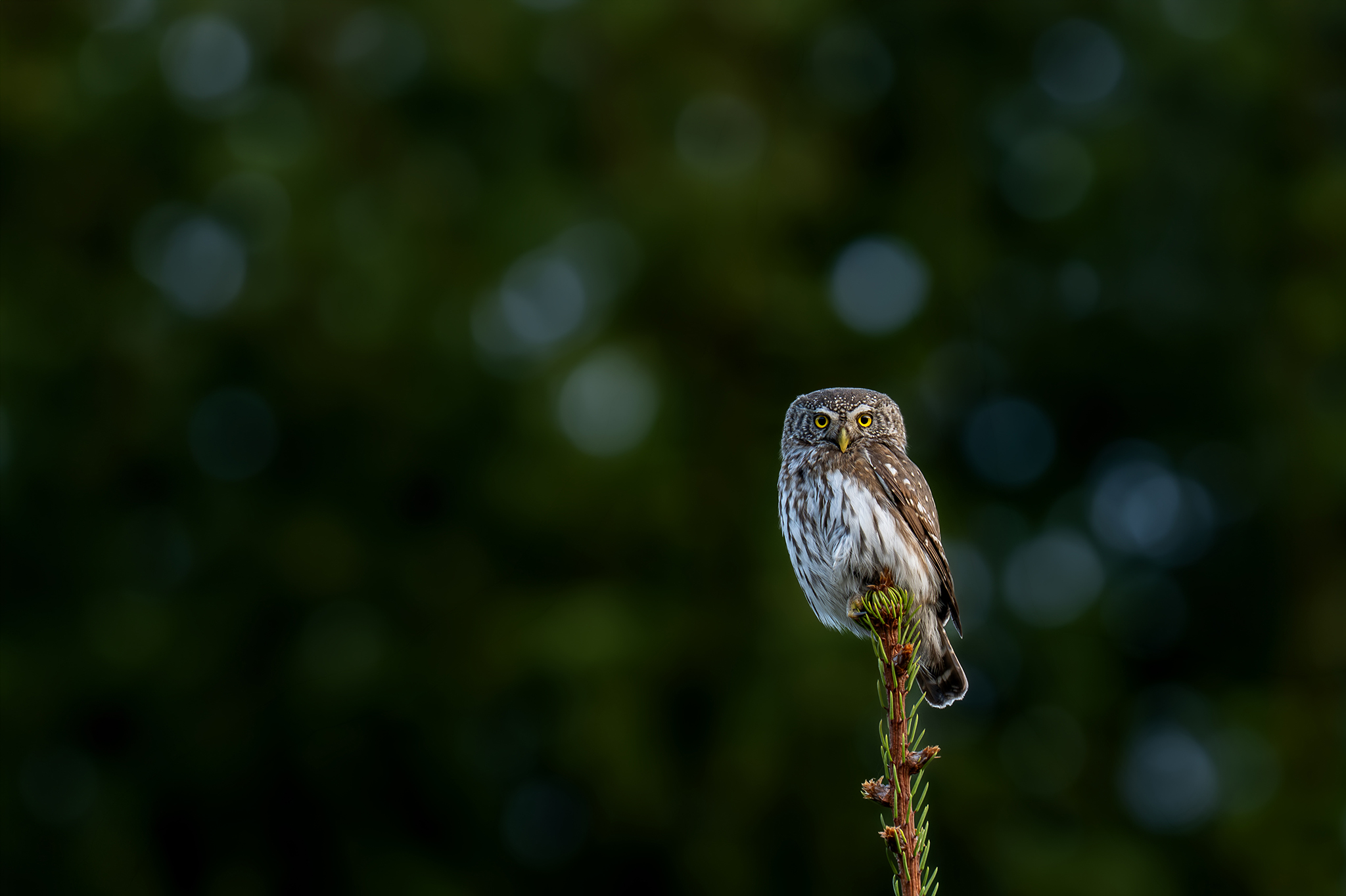 Agresor (Tomáš Smutný)