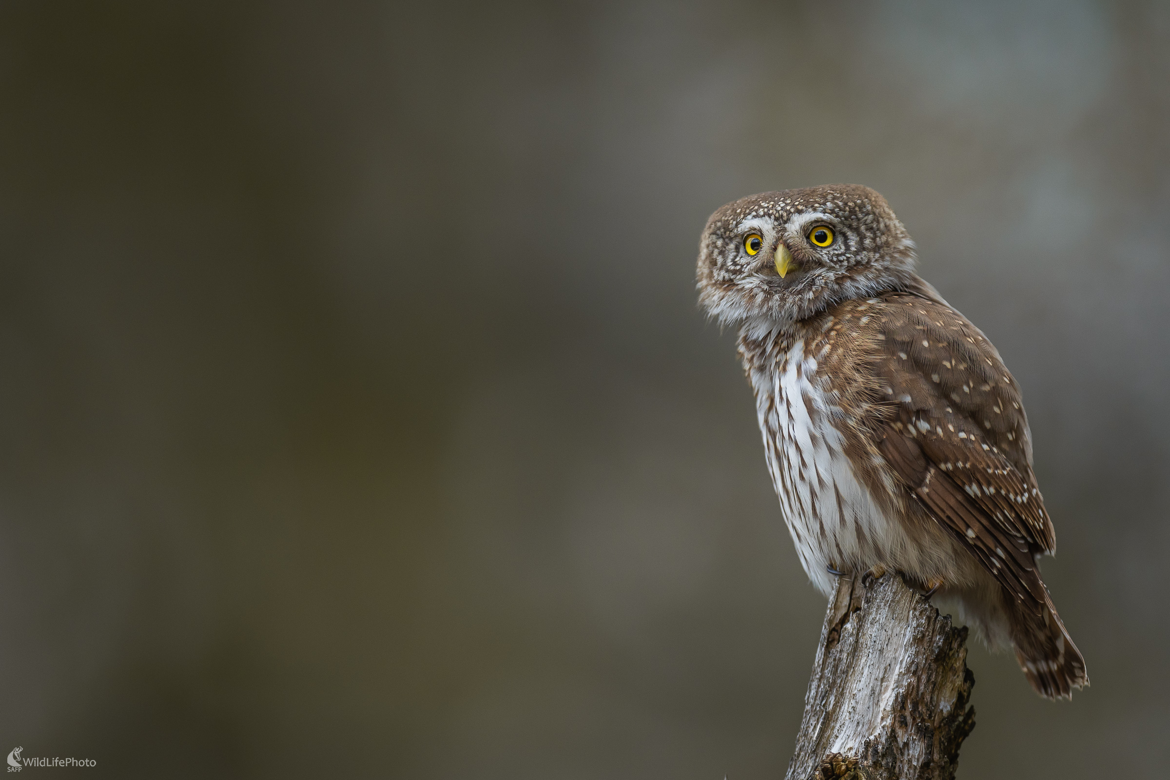 Malý - veľký bojovník. (Stanislav Brisuda)