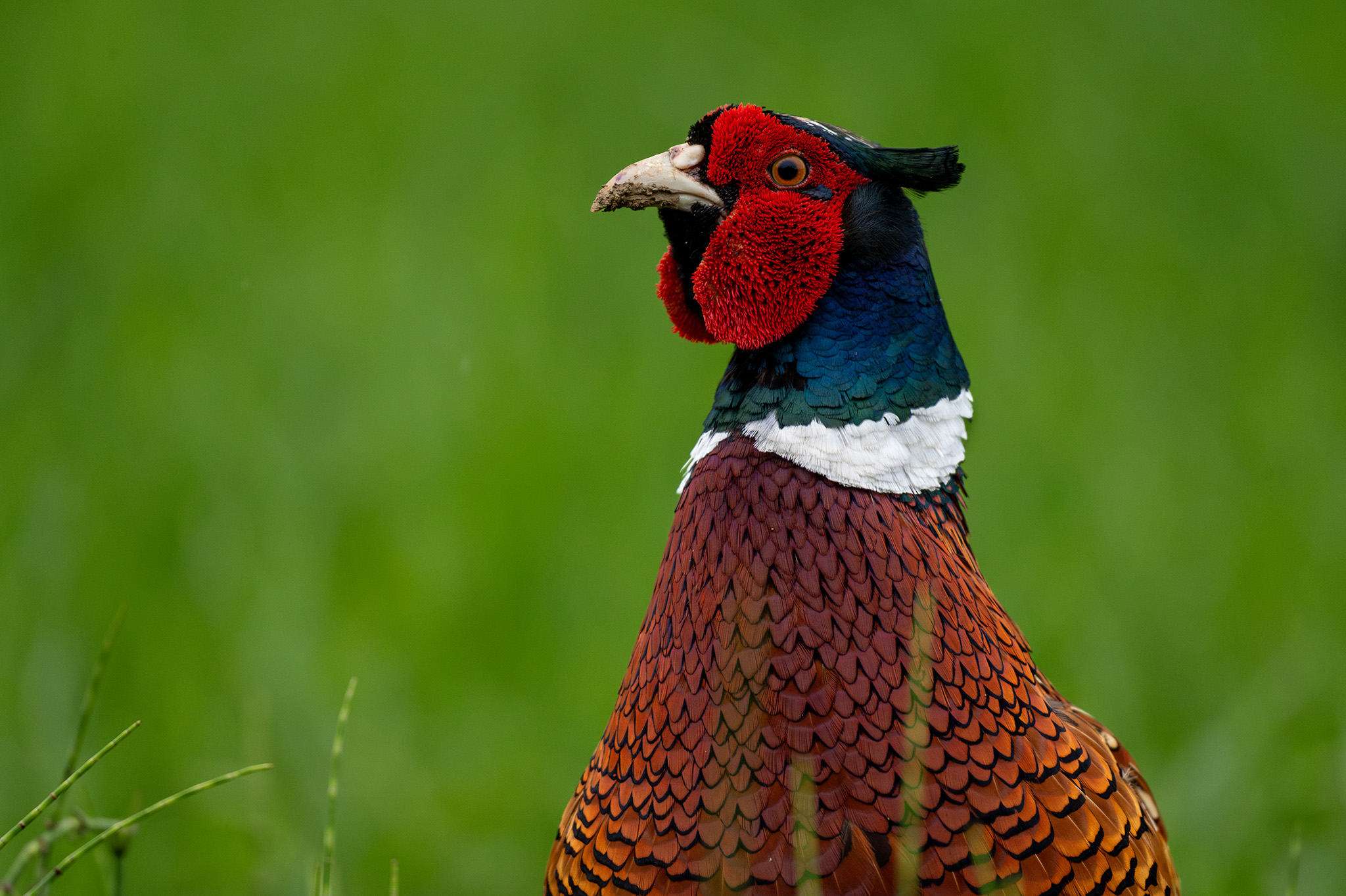 Kohútik (Tomáš Smutný)