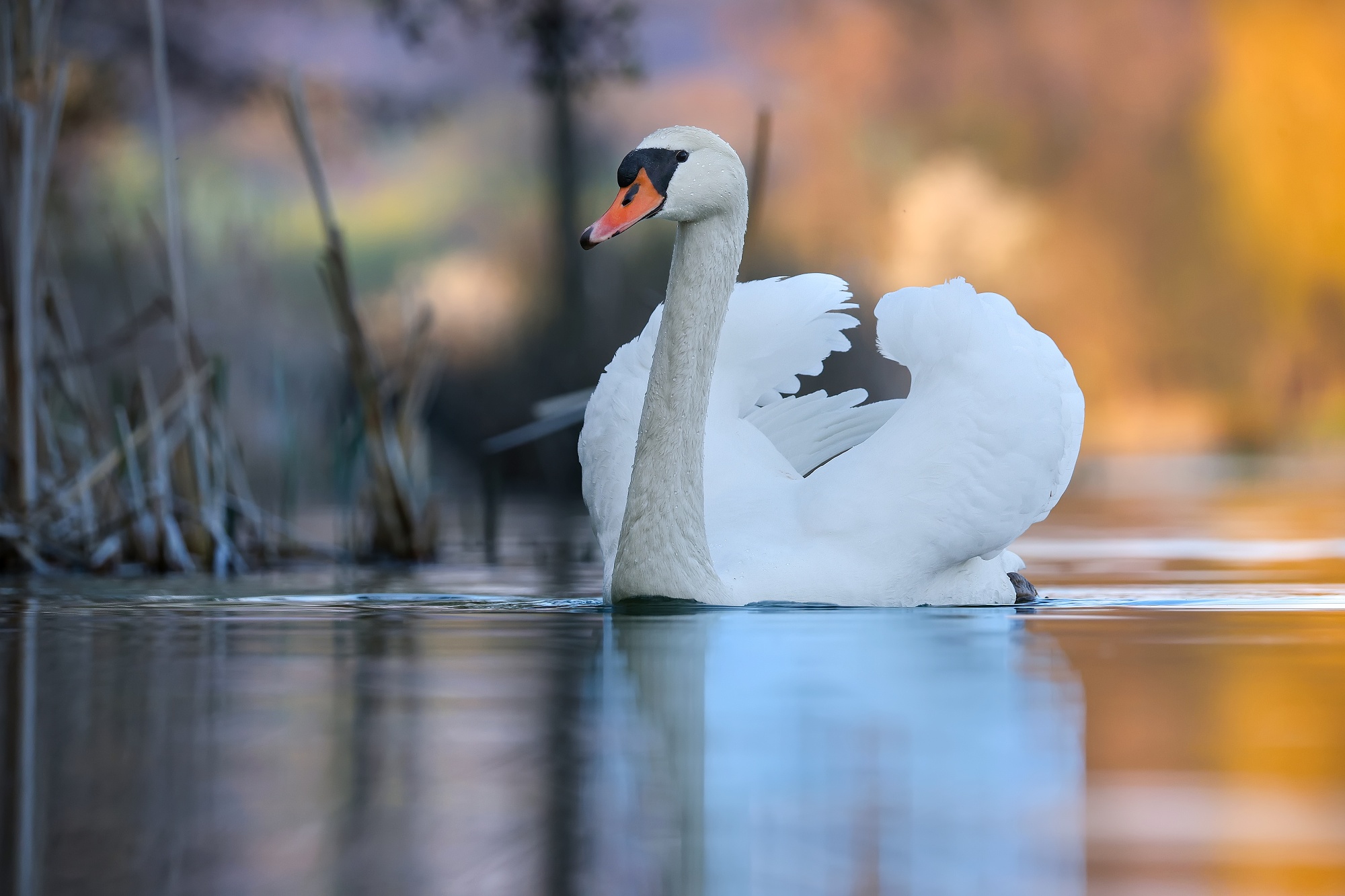 Swan (Patrik Rolín)