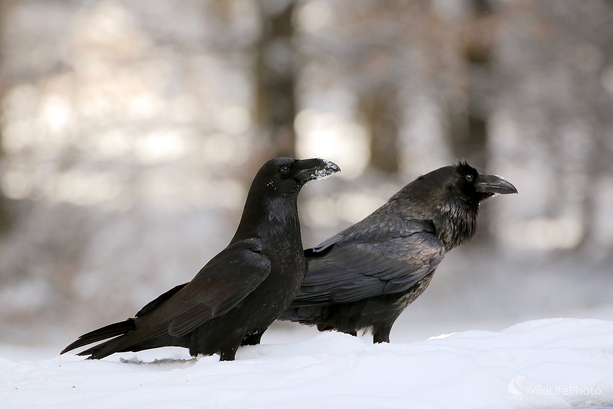 párik krkavcov (Peter Jurík)