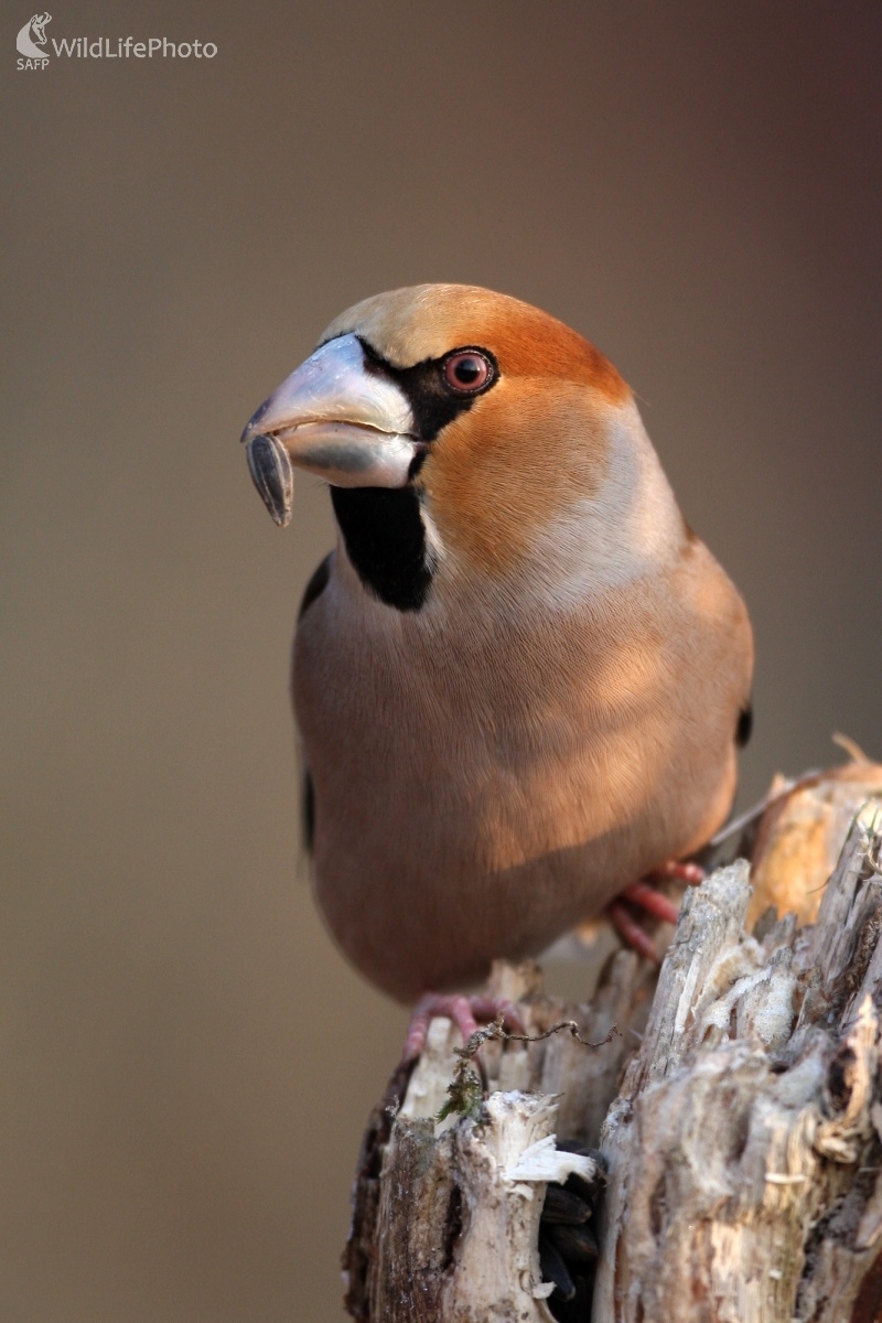 Glezg hrubozobý (Coccothraustes coccothraustes) (Martin Šabík)