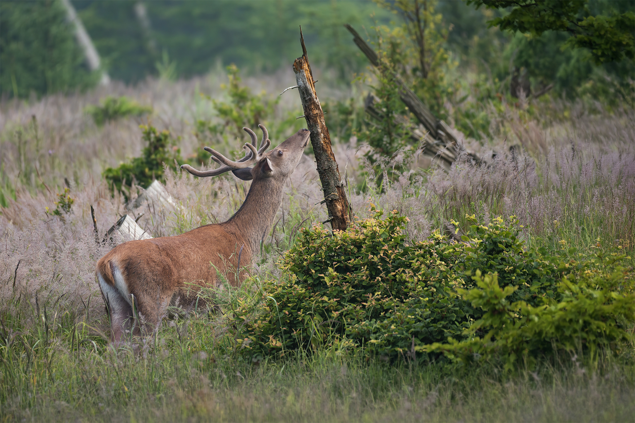 V rúbanisku (Tomáš Smutný)