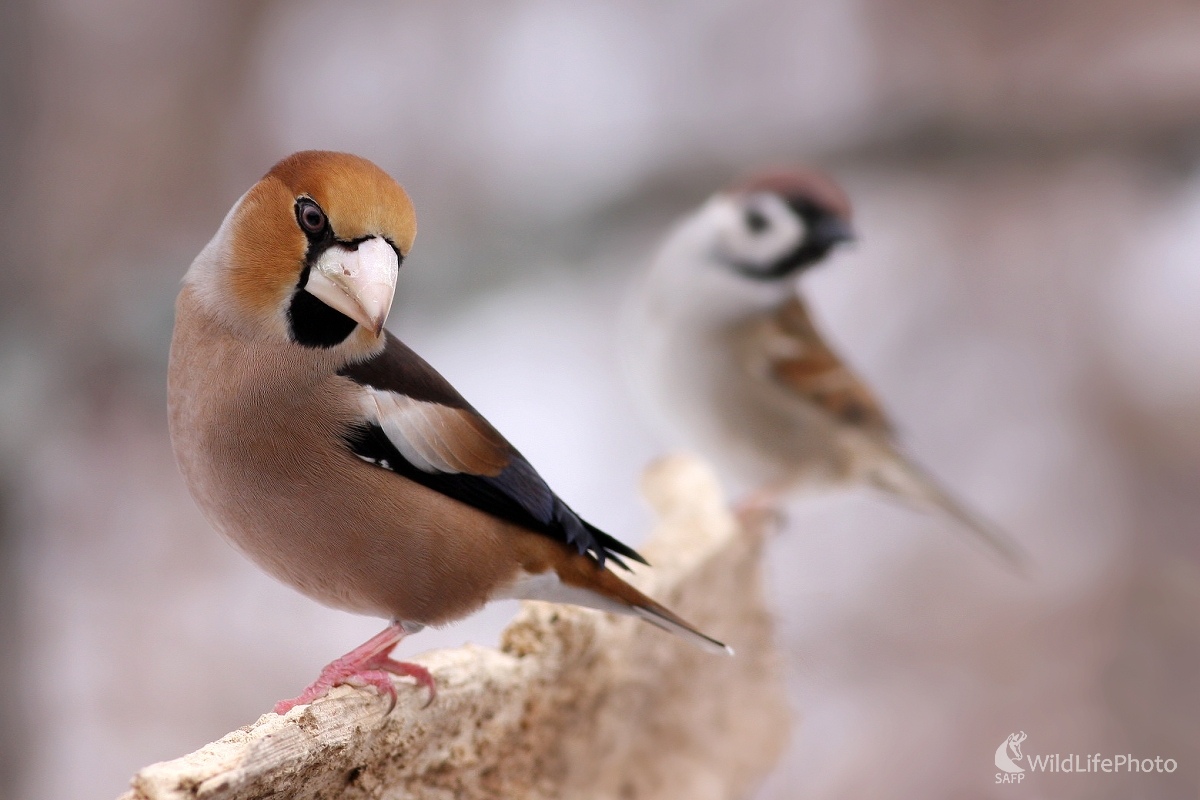 Glezg hrubozobý (Coccothraustes coccothraustes) (Martin Šabík)