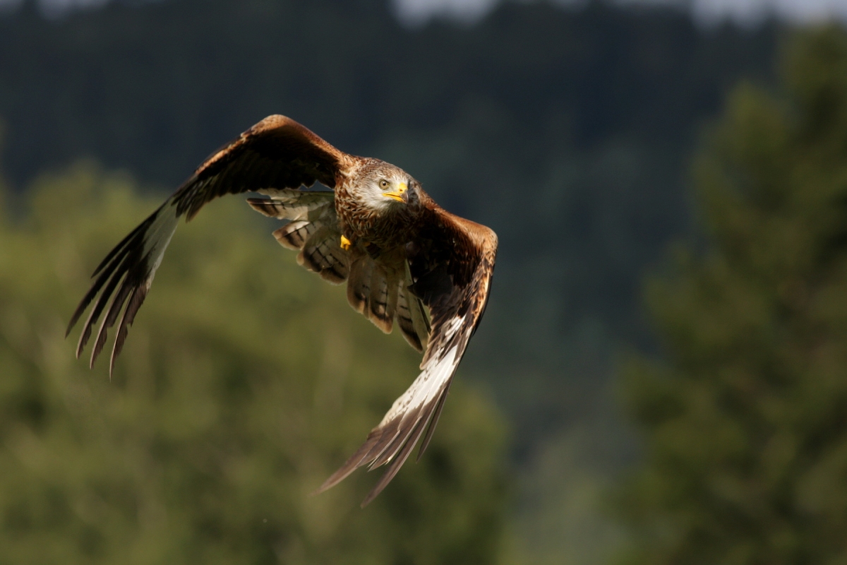 Haja červená (Milvus milvus) (Martin Šabík)