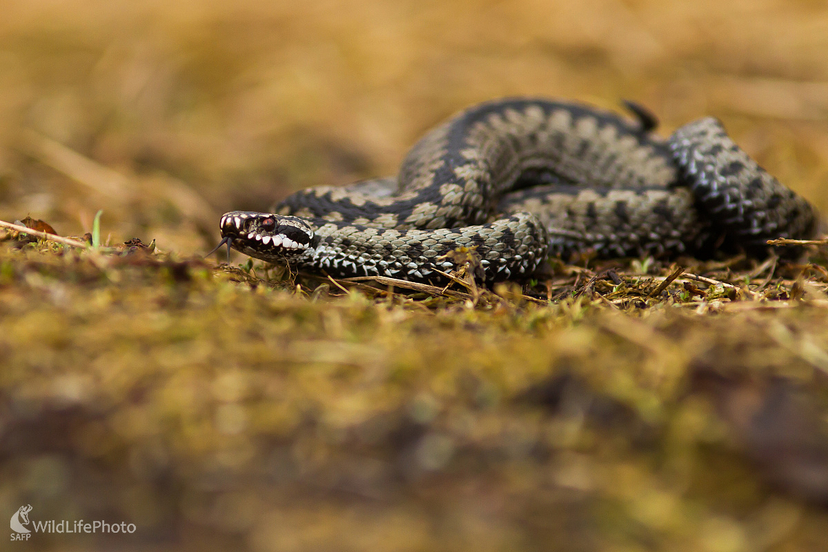 Vretenica (Ladislav Dzivjak)