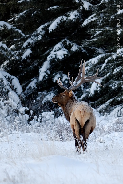 Cervus elaphus (Jelen lesny) (Ondrej Tlach)