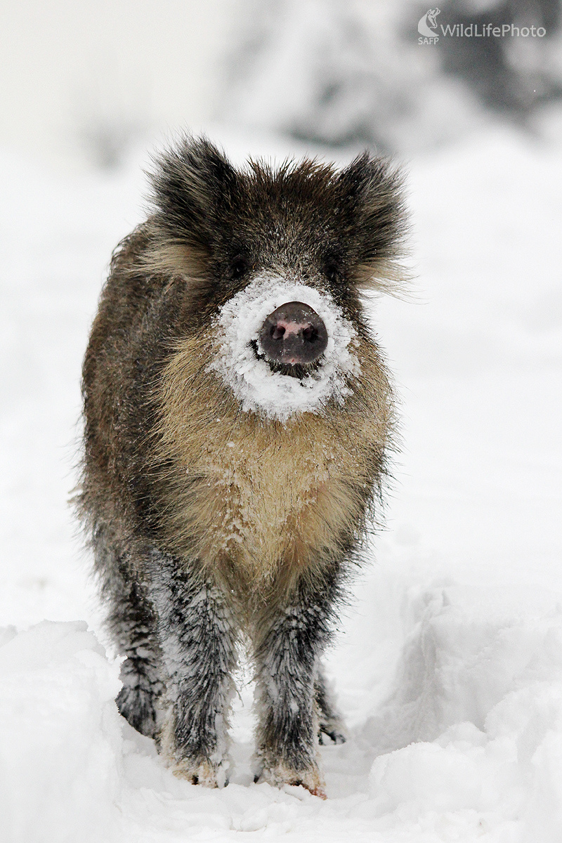 Mrázik  (Pavol Bukovan)