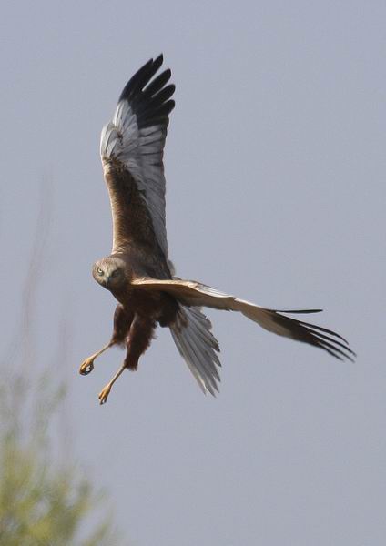 Kaňa močiarna (Circus aeruginosus) (Stanislav Harvančík)