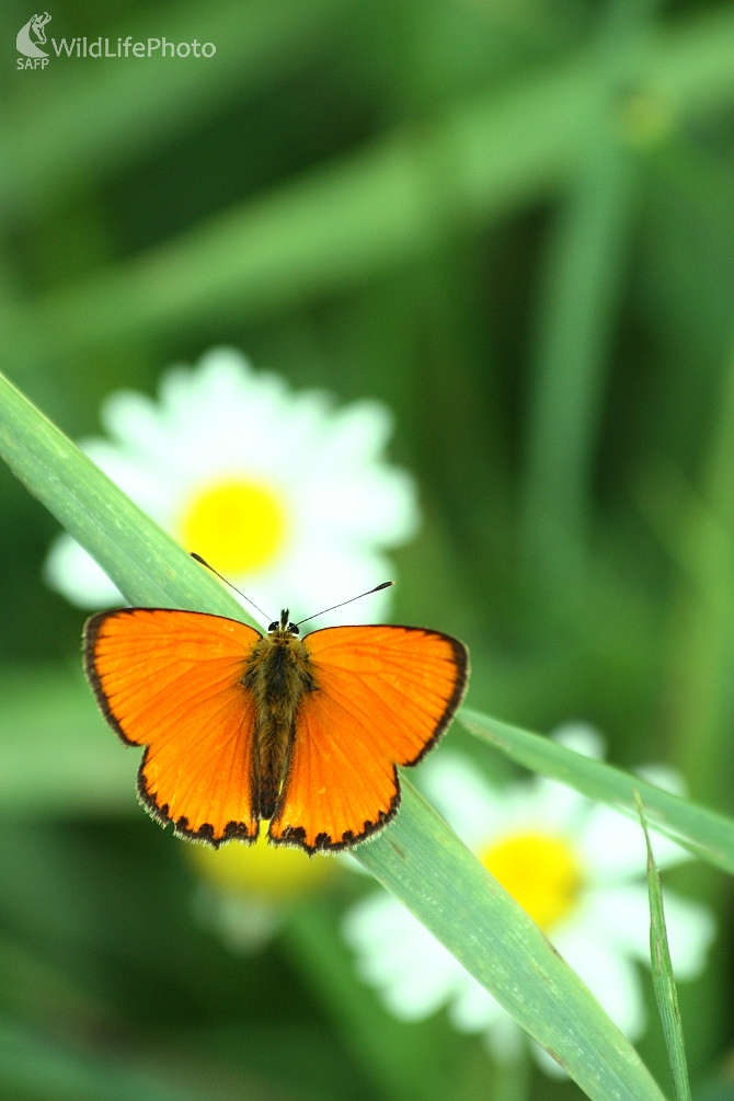 Ohniváčik zlatobyľový (Lycaena virgaureae) (Milan Fuňák)