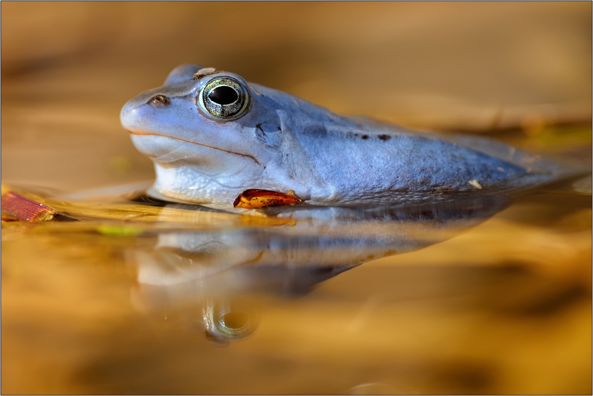 Skokan Ostropyský (Ján Maderič)