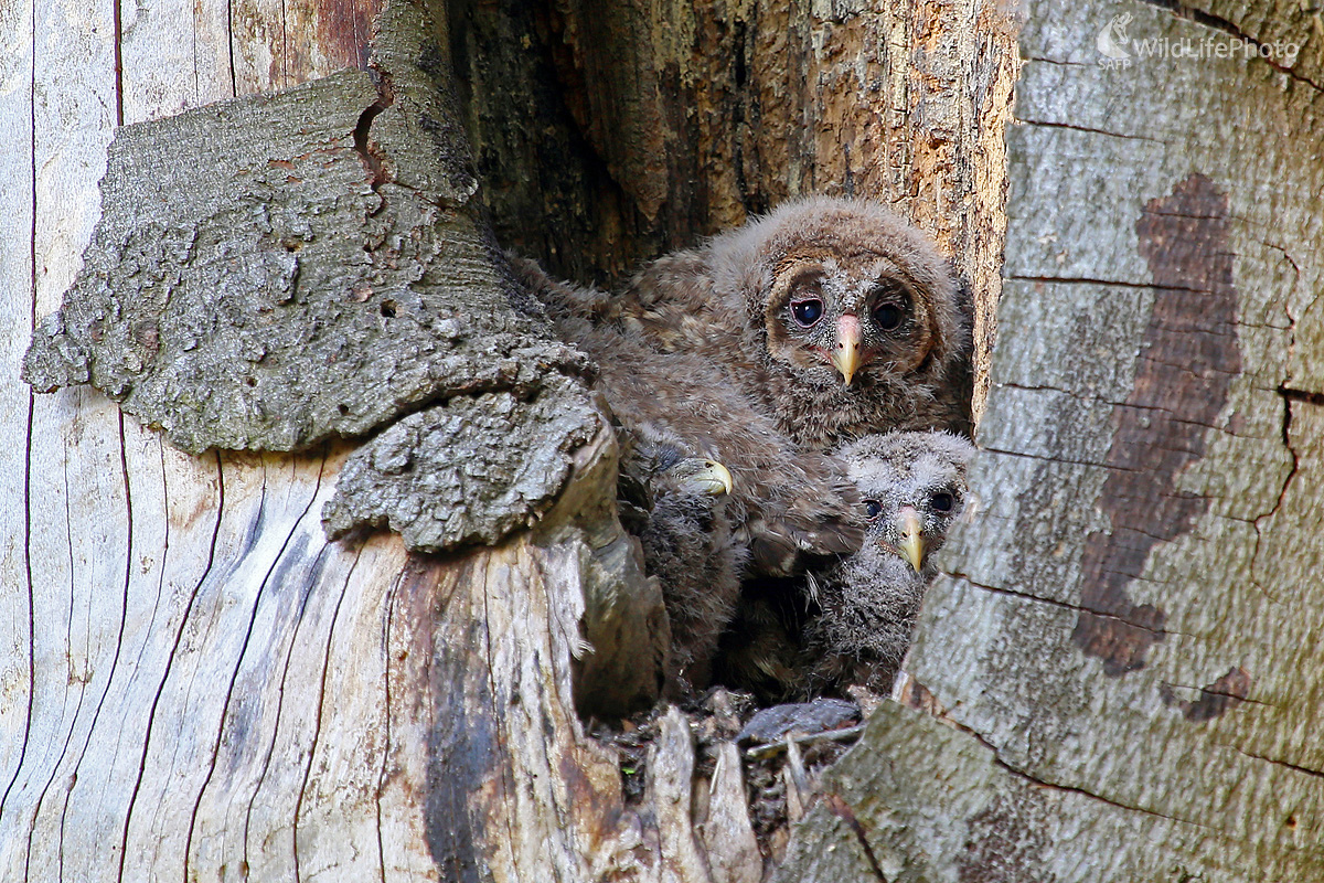 tu sme doma my - sovy dlhochvosté  (Pavol Bukovan)