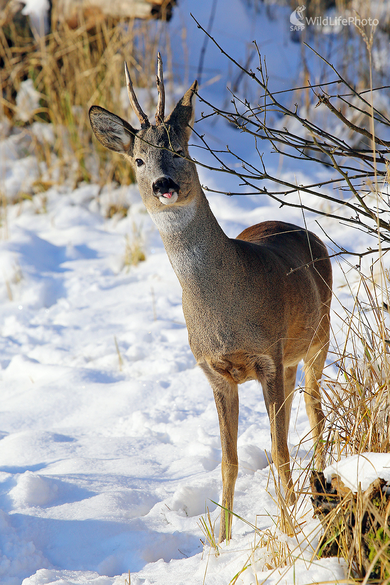 jazýčková  (Pavol Bukovan)